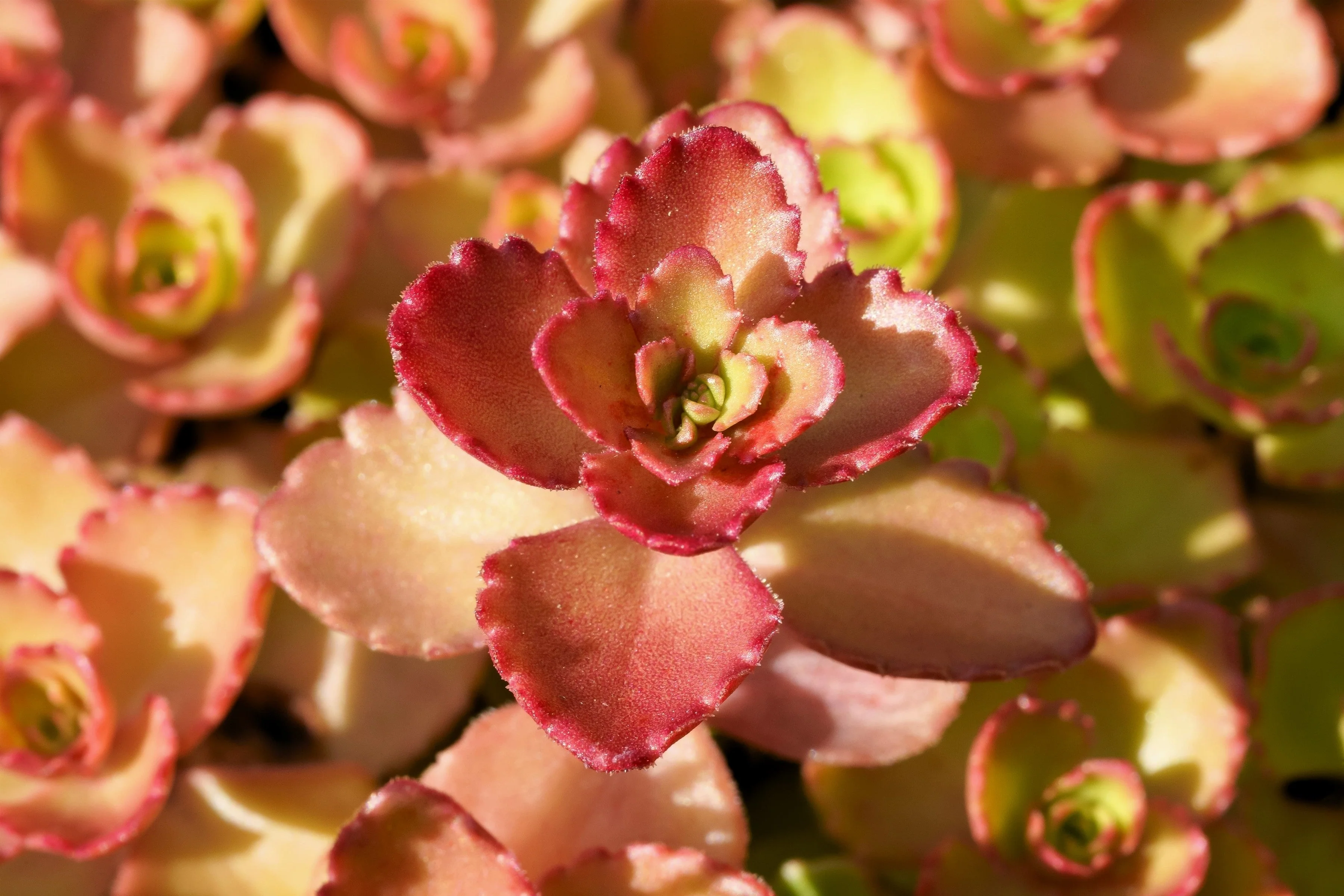 50 PURPLE CARPET SEDUM Spurium Coccineum Groundcover Flower Seeds - Image 5