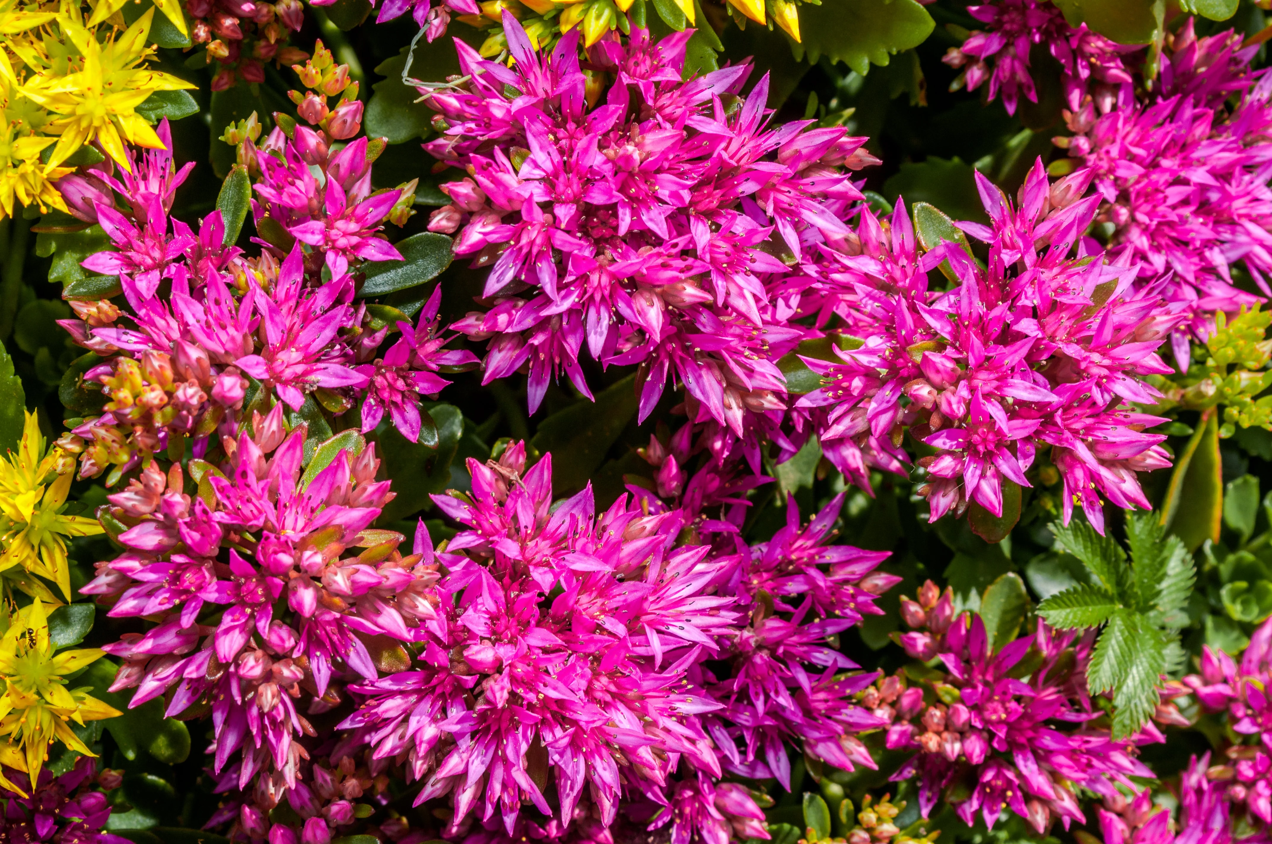 50 PURPLE CARPET SEDUM Spurium Coccineum Groundcover Flower Seeds - Image 7