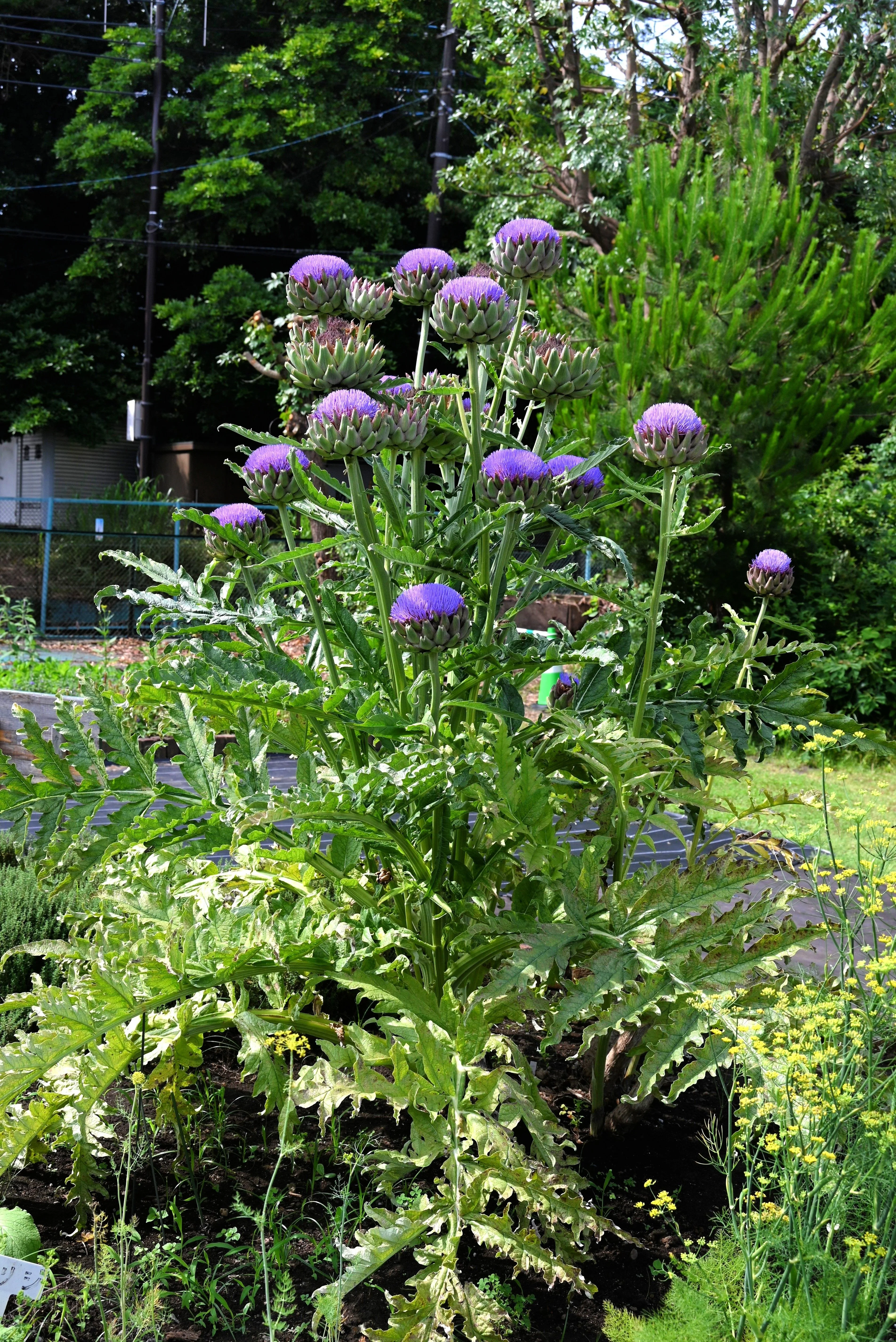 50 PURPLE ROMAGNA ARTICHOKE Italian Cynara Scolymus Flower Vegetable Seeds - Image 12