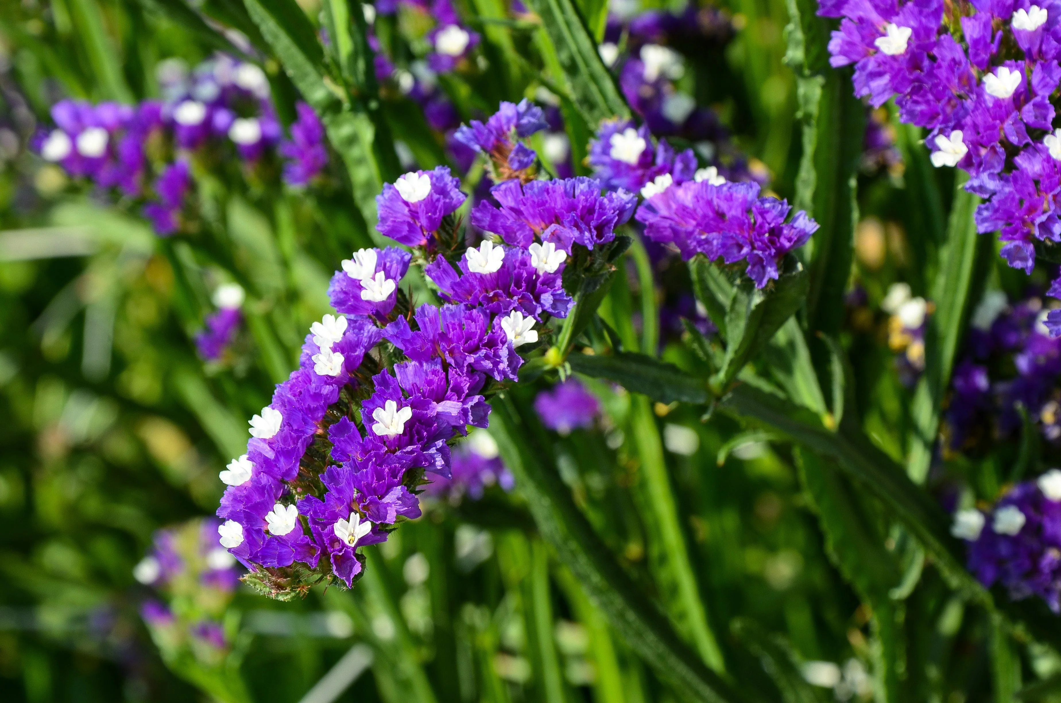 50 Purple STATICE / SEA LAVENDER Limonium Sinuatum Flower Seeds - Image 4