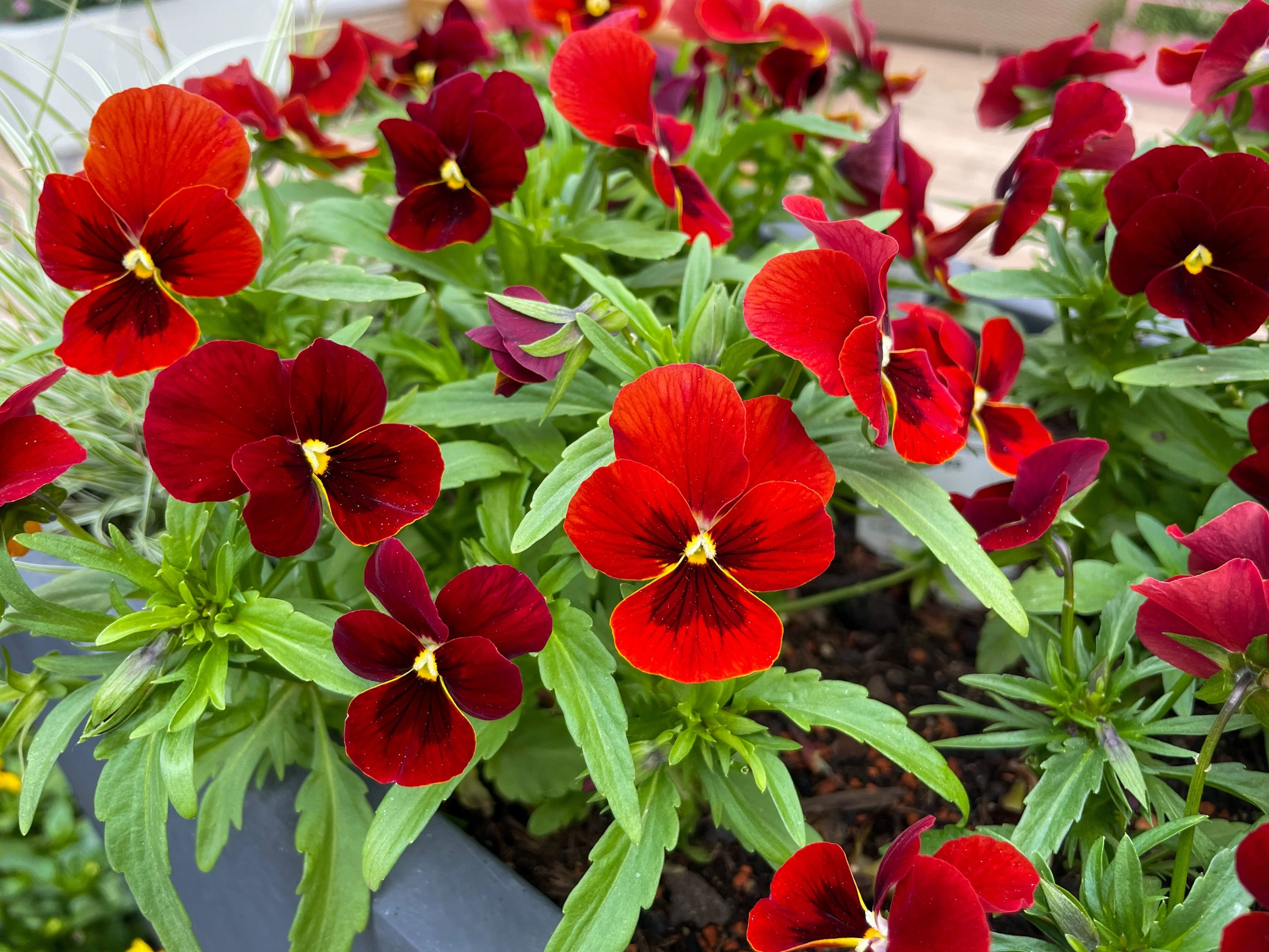 50 RED & BROWN PANSY Swiss Giant Violet Viola Wittrockiana Flower Seeds - Image 7