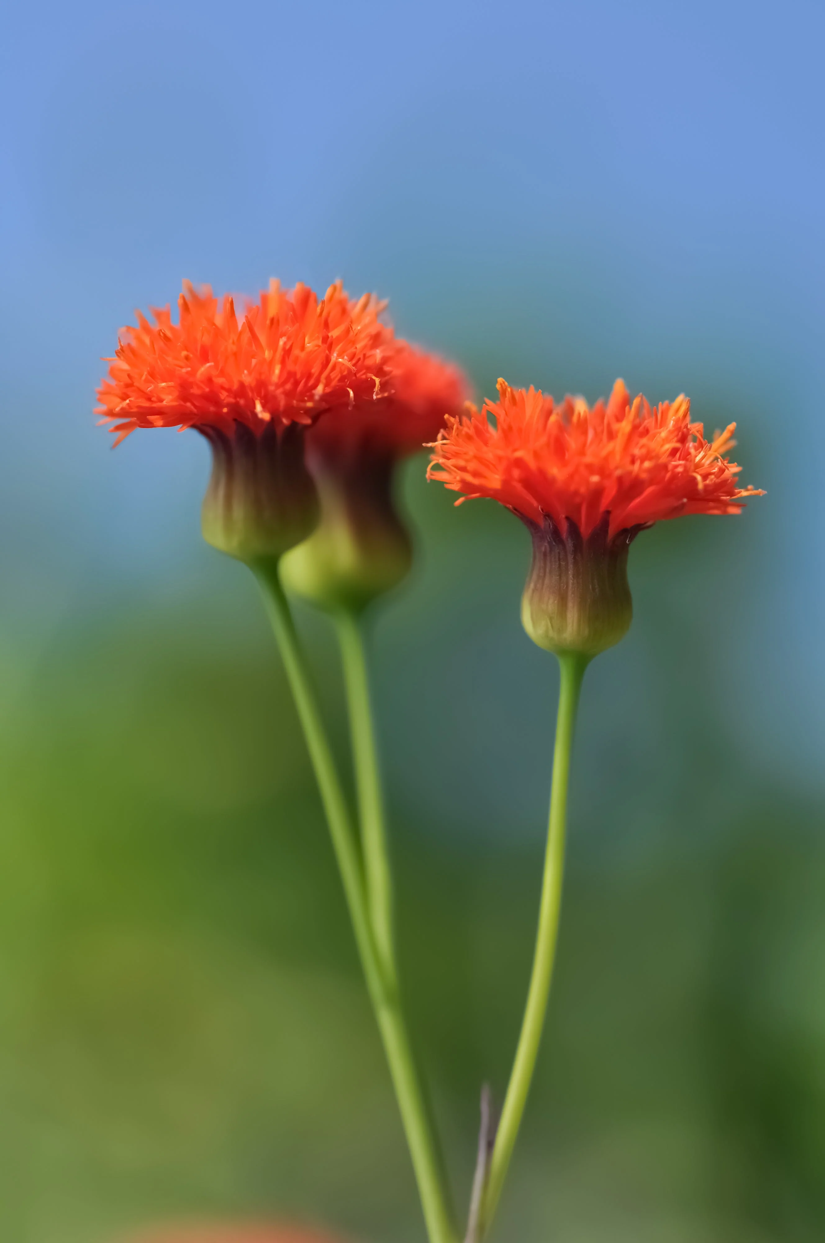50 Red LADY'S PAINTBRUSH Tassel Flower Emilia Javanica Coccinea 'Scarlet Magic' Seeds - Image 6