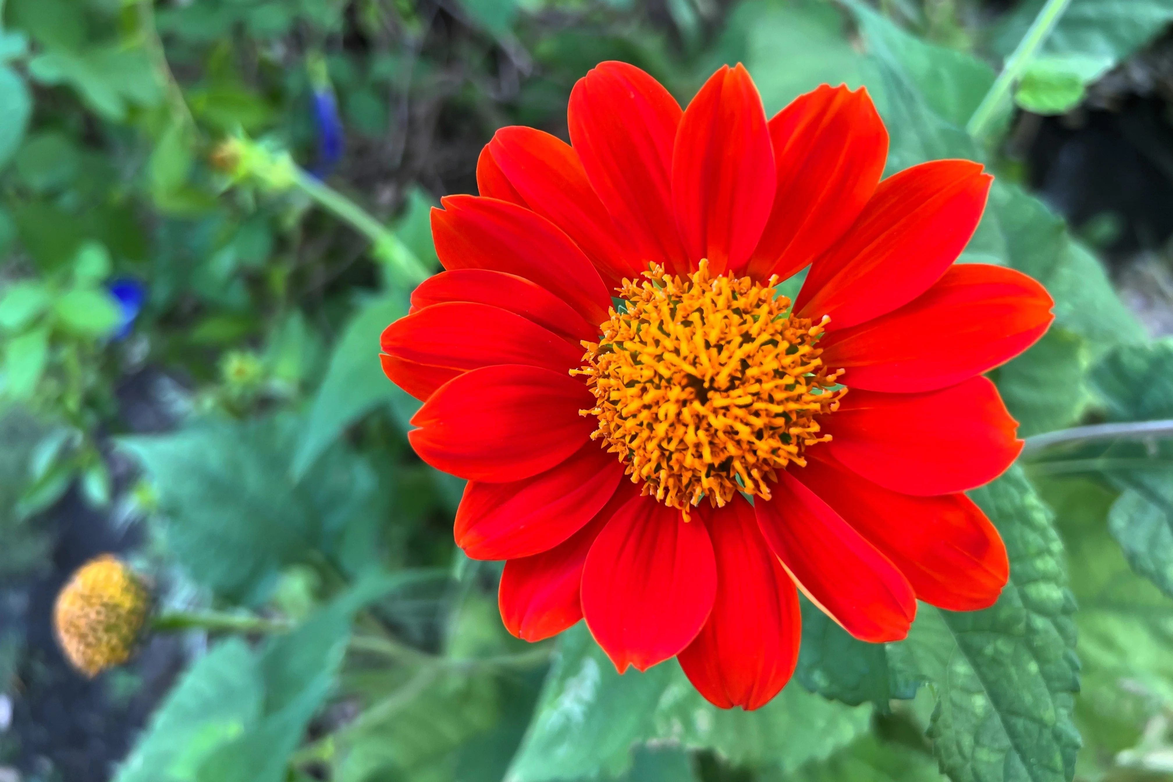 50 RED MEXICAN Torch SUNFLOWER Tithonia Rotundifolia Red Orange Flower Seeds - Image 10