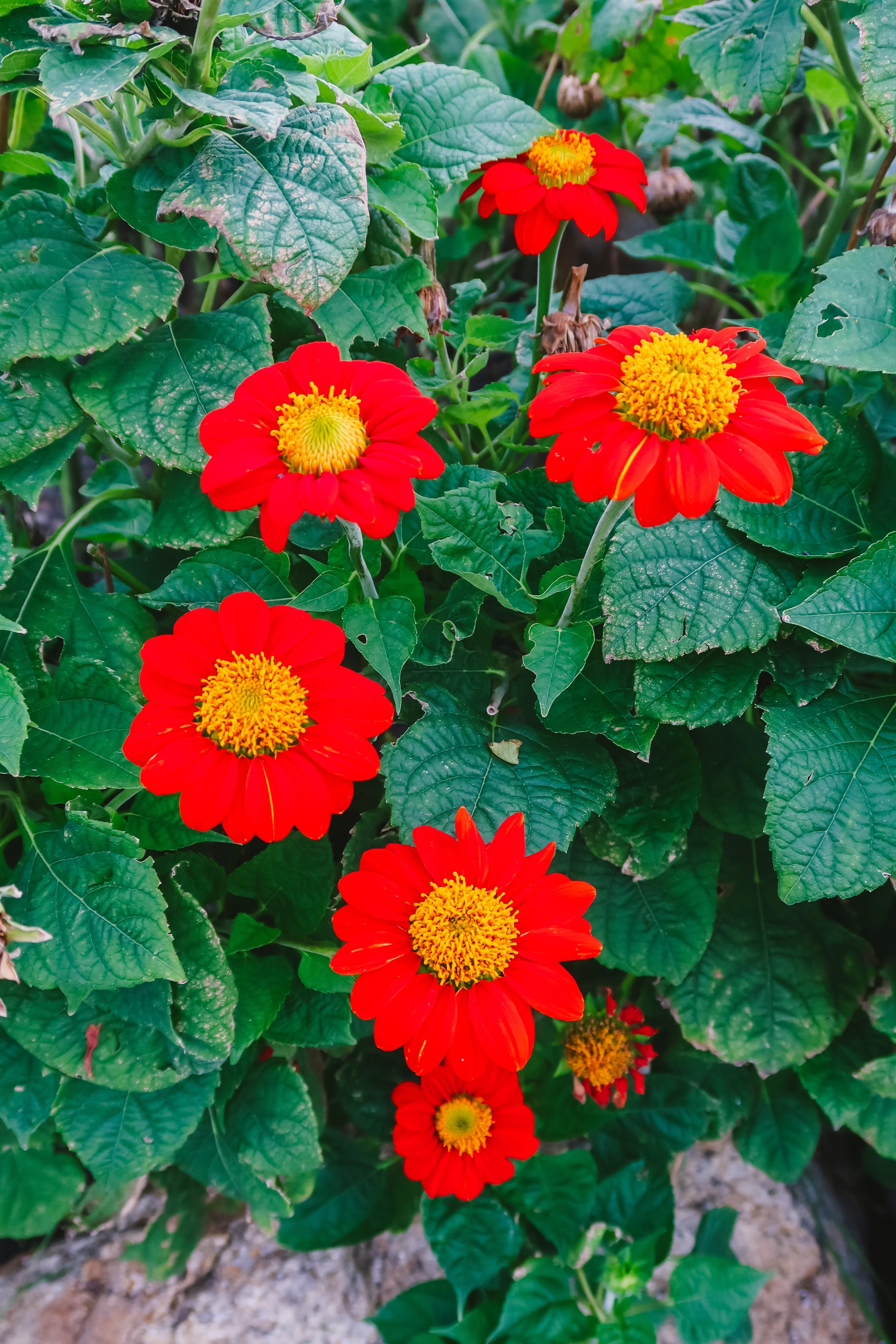 50 RED MEXICAN Torch SUNFLOWER Tithonia Rotundifolia Red Orange Flower Seeds - Image 6
