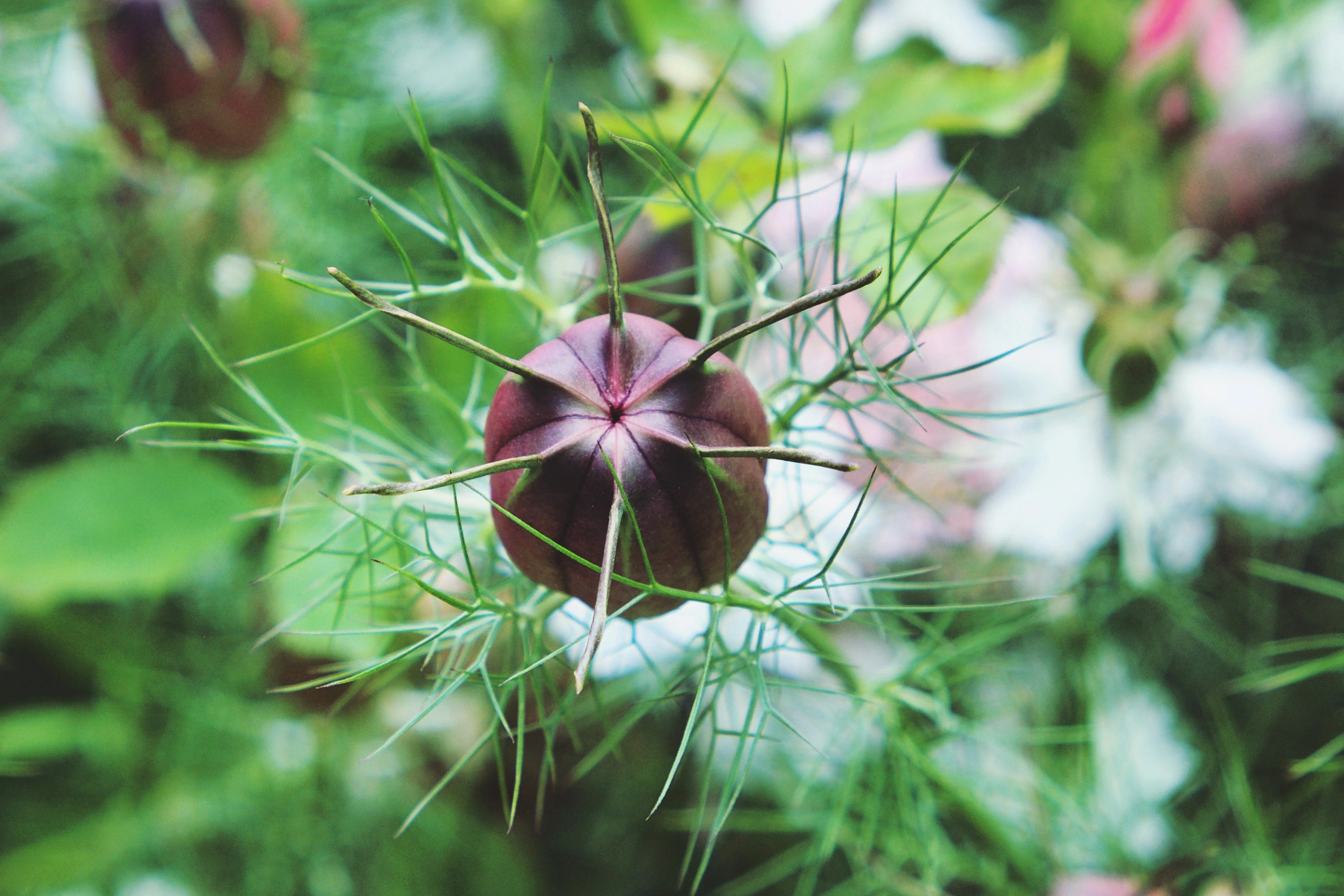50 RED POD NIGELLA Damascena Love In A Mist aka Black Pod White Flower Seeds - Image 4