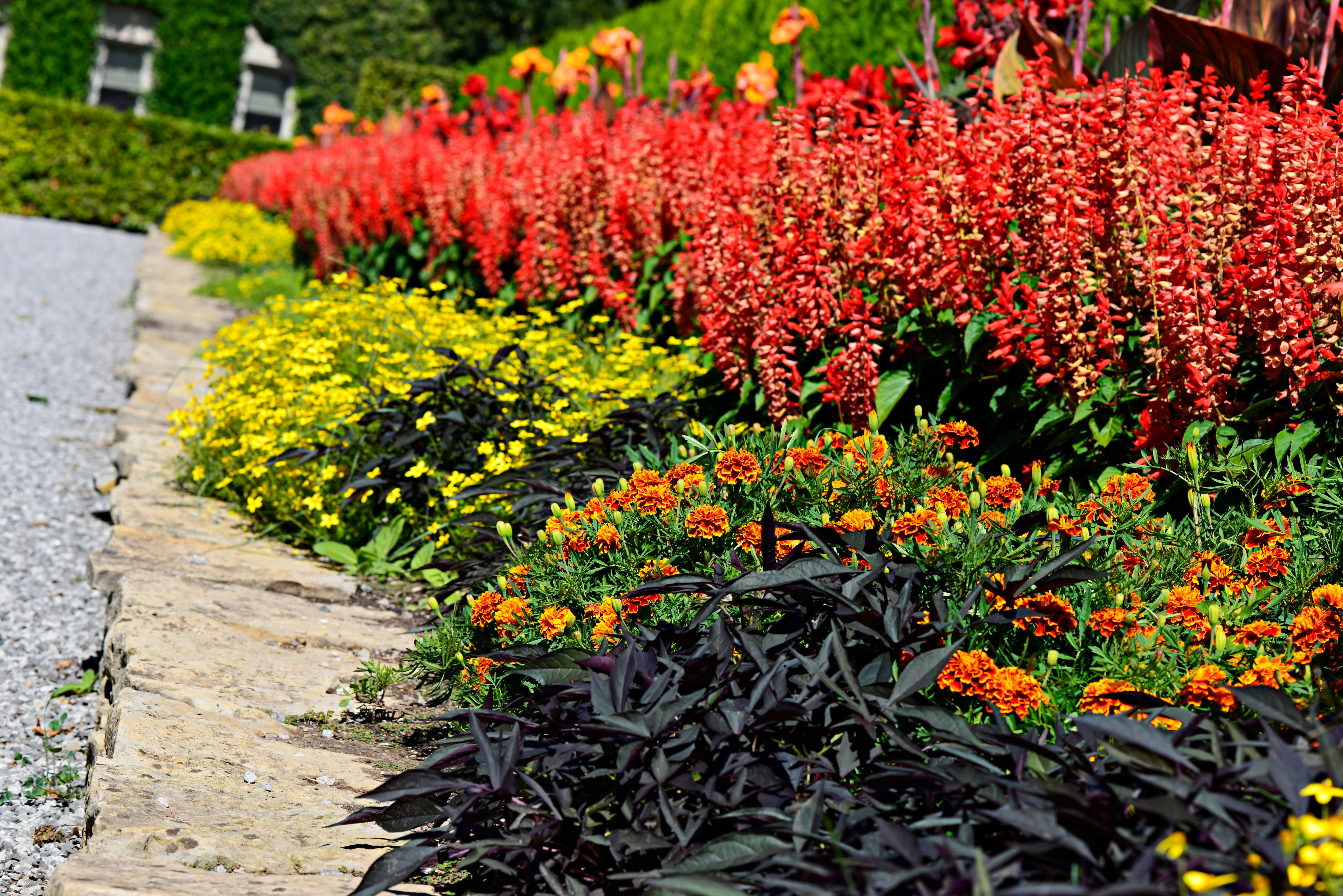 50 RED SALVIA Splendens St. John's Fire Scarlet Sage Flower Seeds - Image 5