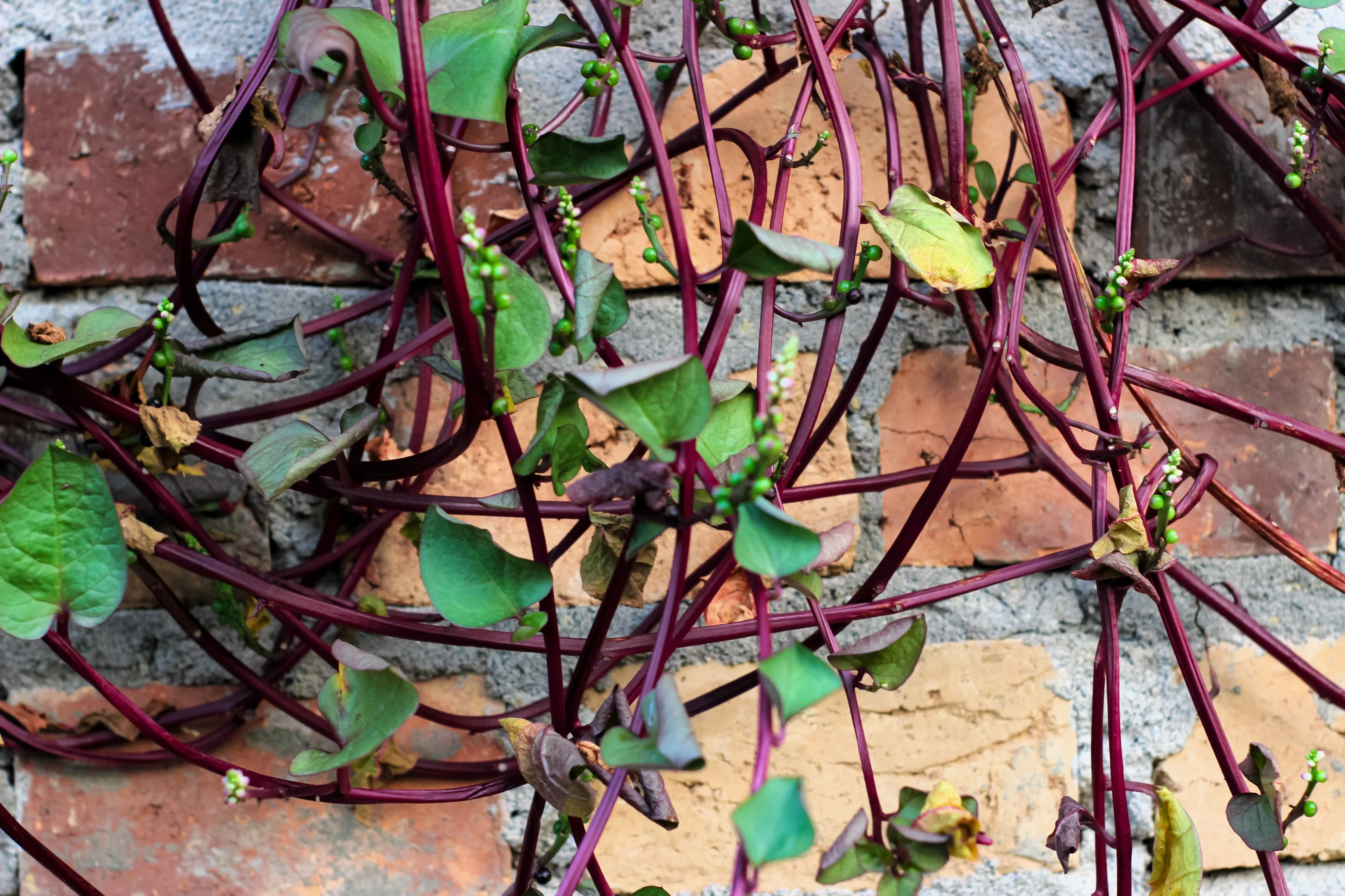 50 RED Stem MALABAR SPINACH Red Vine Ceylon Basella Alba Rubra Vegetable Seeds - Image 5