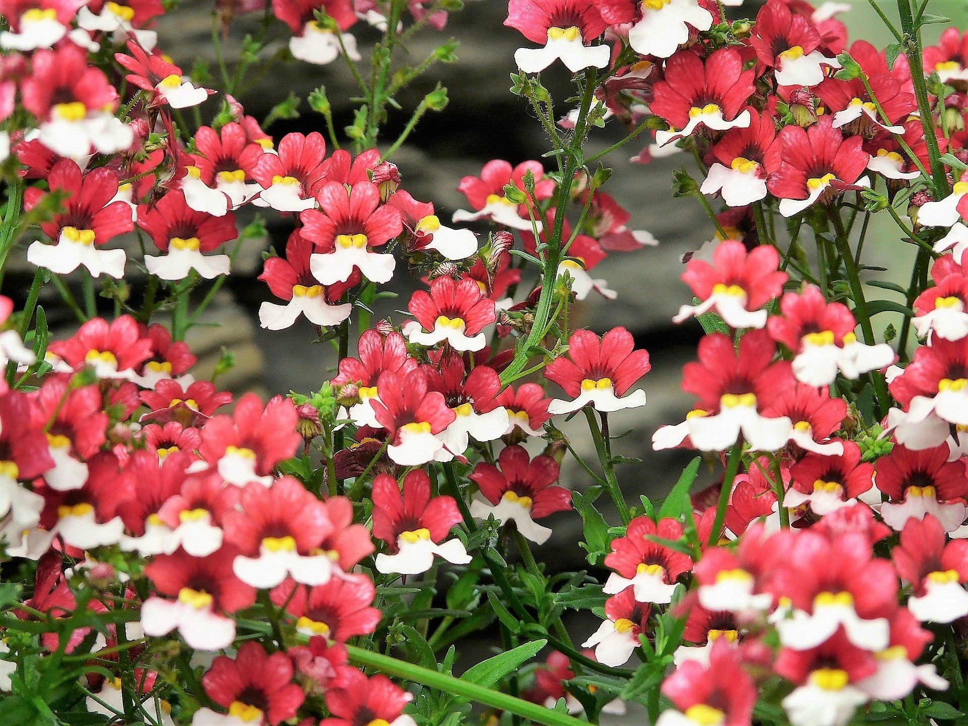 50 RED & WHITE NEMESIA Strumosa Danish Flag Fragrant Bicolor Flower Seeds - Image 2