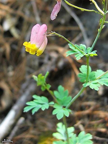 50 ROCK HARLEQUIN Pink & Yellow Corydalis Sempervirens Flower Seeds - Image 10
