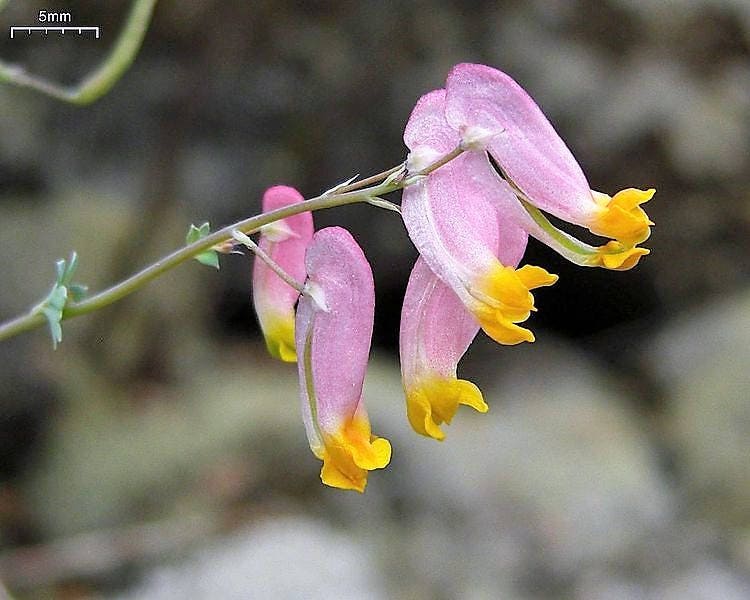 50 ROCK HARLEQUIN Pink & Yellow Corydalis Sempervirens Flower Seeds - Image 2