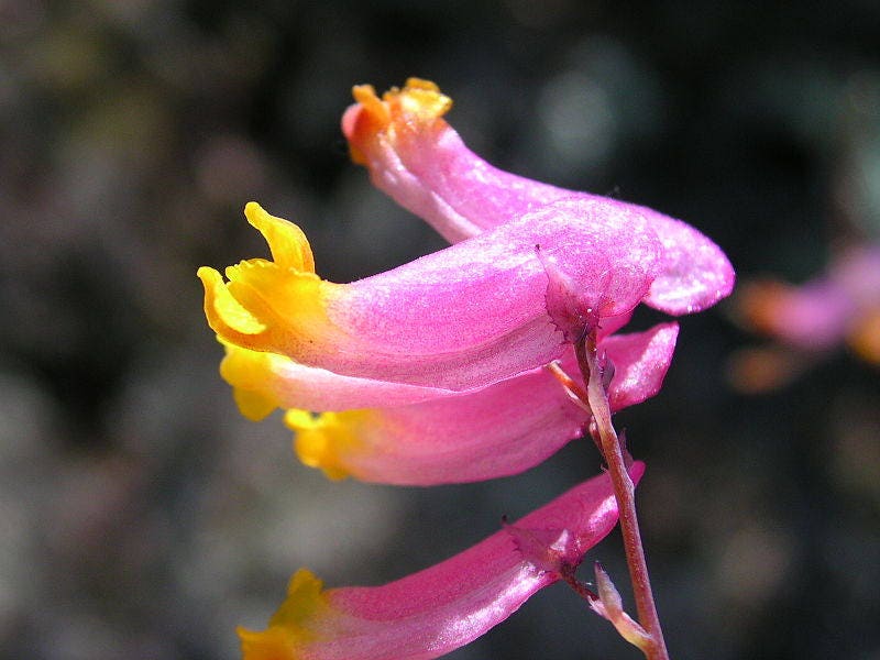 50 ROCK HARLEQUIN Pink & Yellow Corydalis Sempervirens Flower Seeds - Image 3