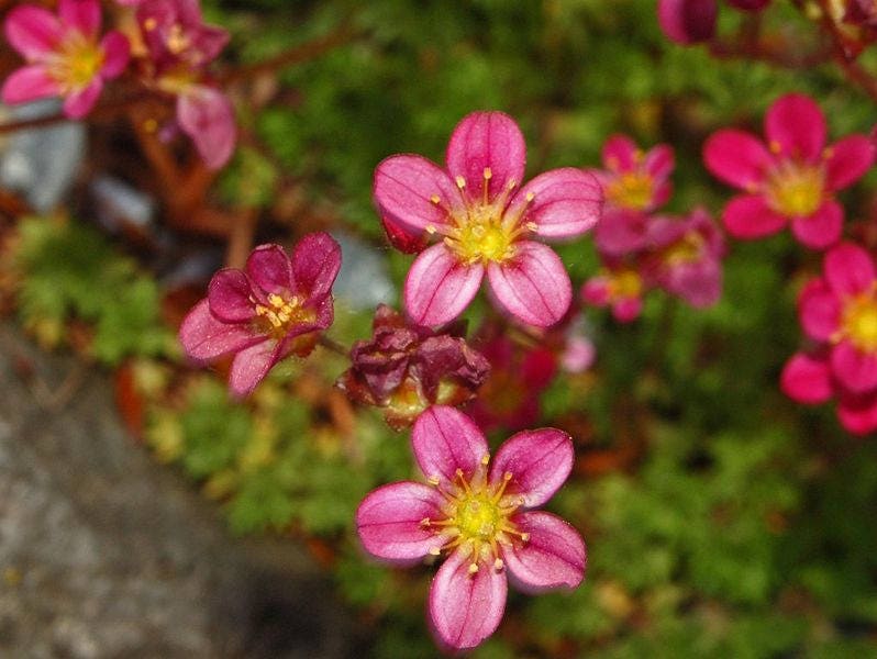 50 ROSE ROBE SAXIFRAGA Arendsii Mossy Rockfoil Evergreen Flower Seeds - Image 6