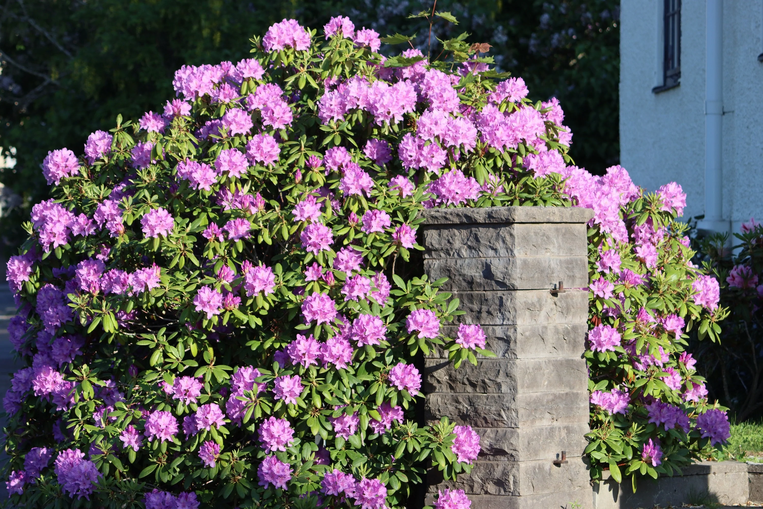 50 Rosebay RHODODENDRON Maximum White Pink Laurel Bush Shrub Flower Seeds - Image 7