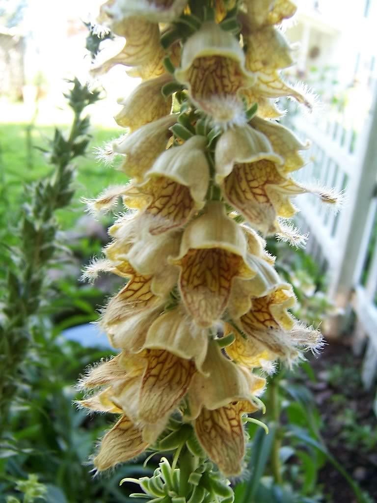 50 RUSTY FOXGLOVE Hummingbird Flower Digitalis Ferruginea Yellow Herald Seeds - Image 3