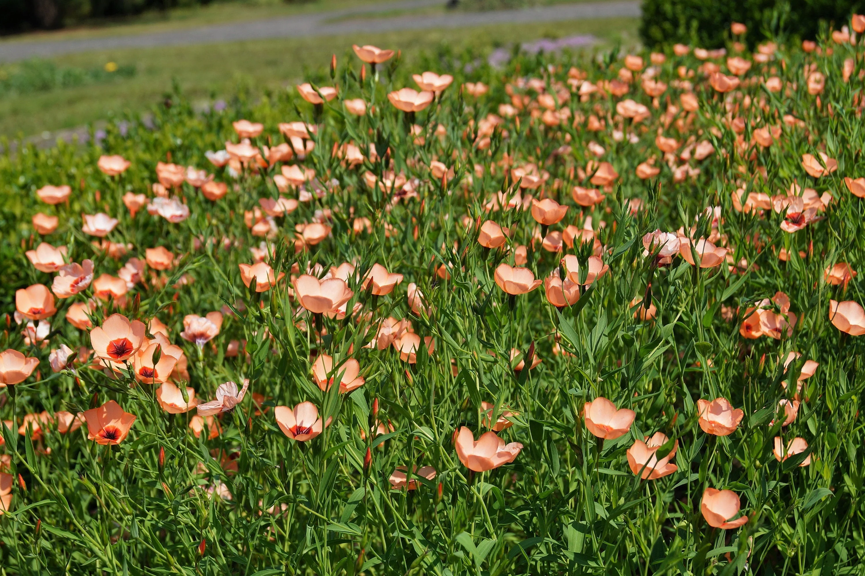 50 SALMON FLAX Linum Grandiflorum 1" Blooms in Salmon Pink with Red Eyes Flower Seeds - Image 2