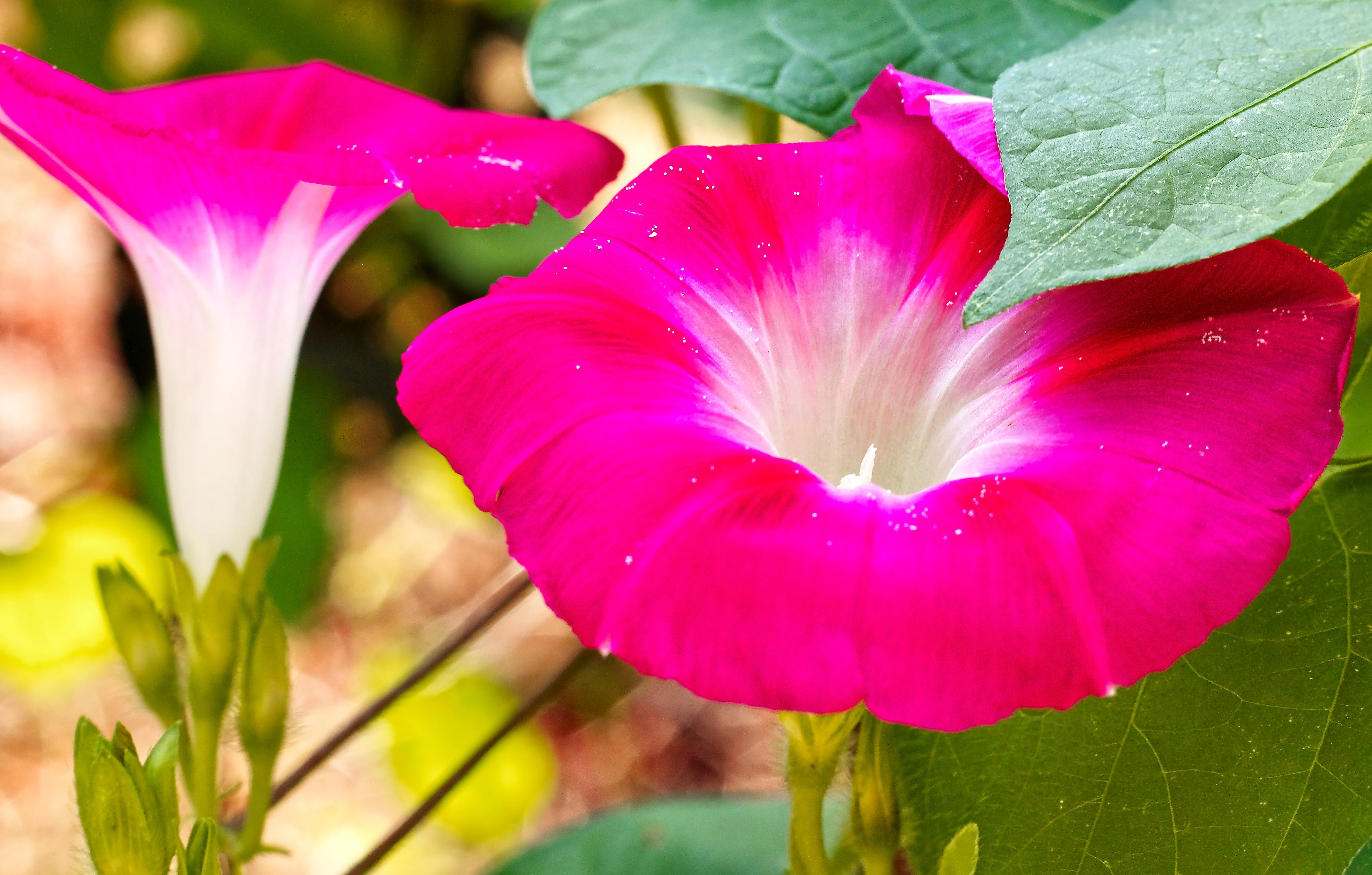 50 SCARLET O'Hara MORNING GLORY Red Ipomoea Nil Flower Vine Seeds - Image 3
