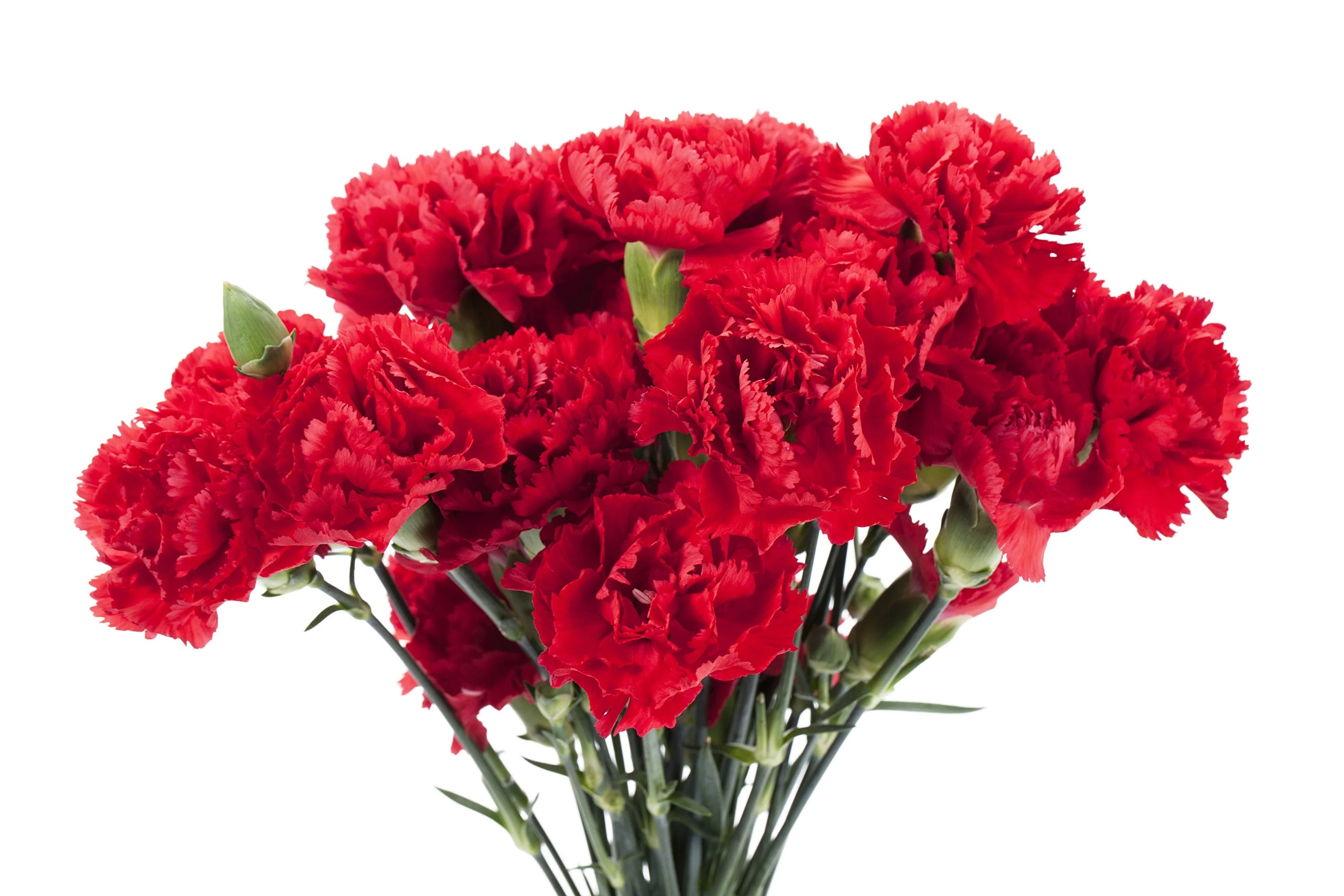 50 SCARLET RED CARNATION Dianthus Caryophyllus Grenadin Double Flower Seeds - Image 2
