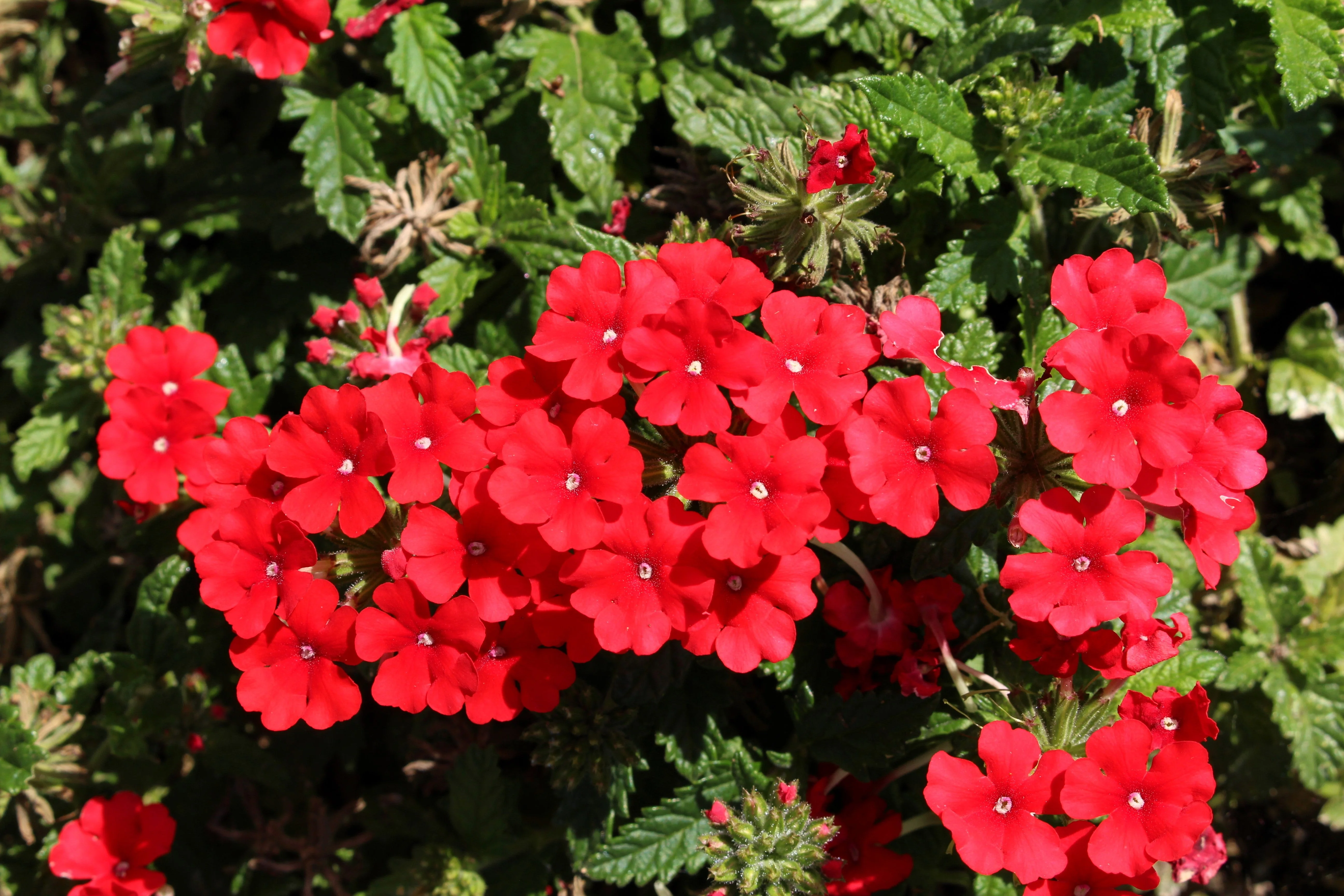50 SCARLET VERBENA Red Nana Compacta Fragrant Flower Seeds - Image 10