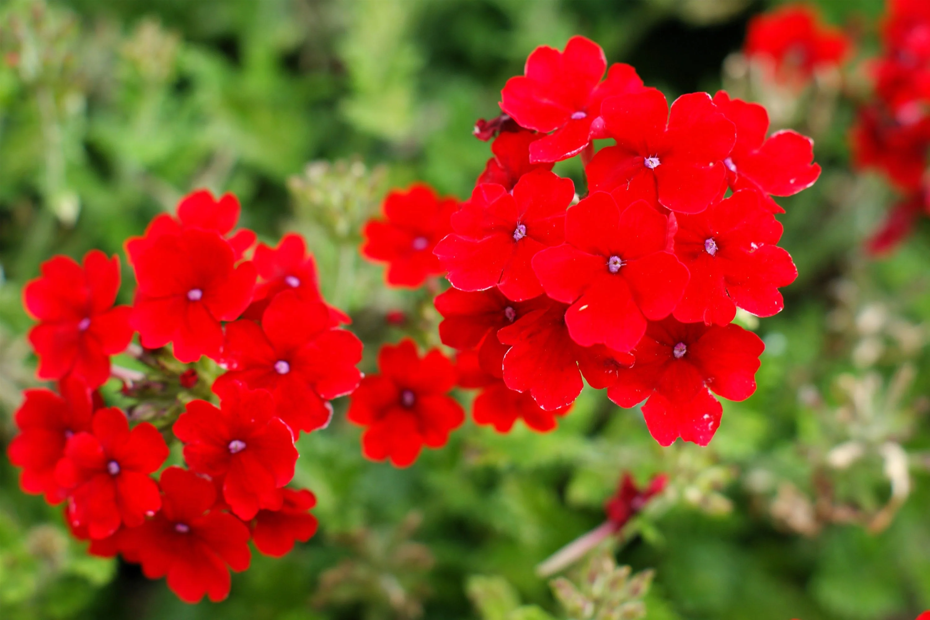 50 SCARLET VERBENA Red Nana Compacta Fragrant Flower Seeds - Image 3