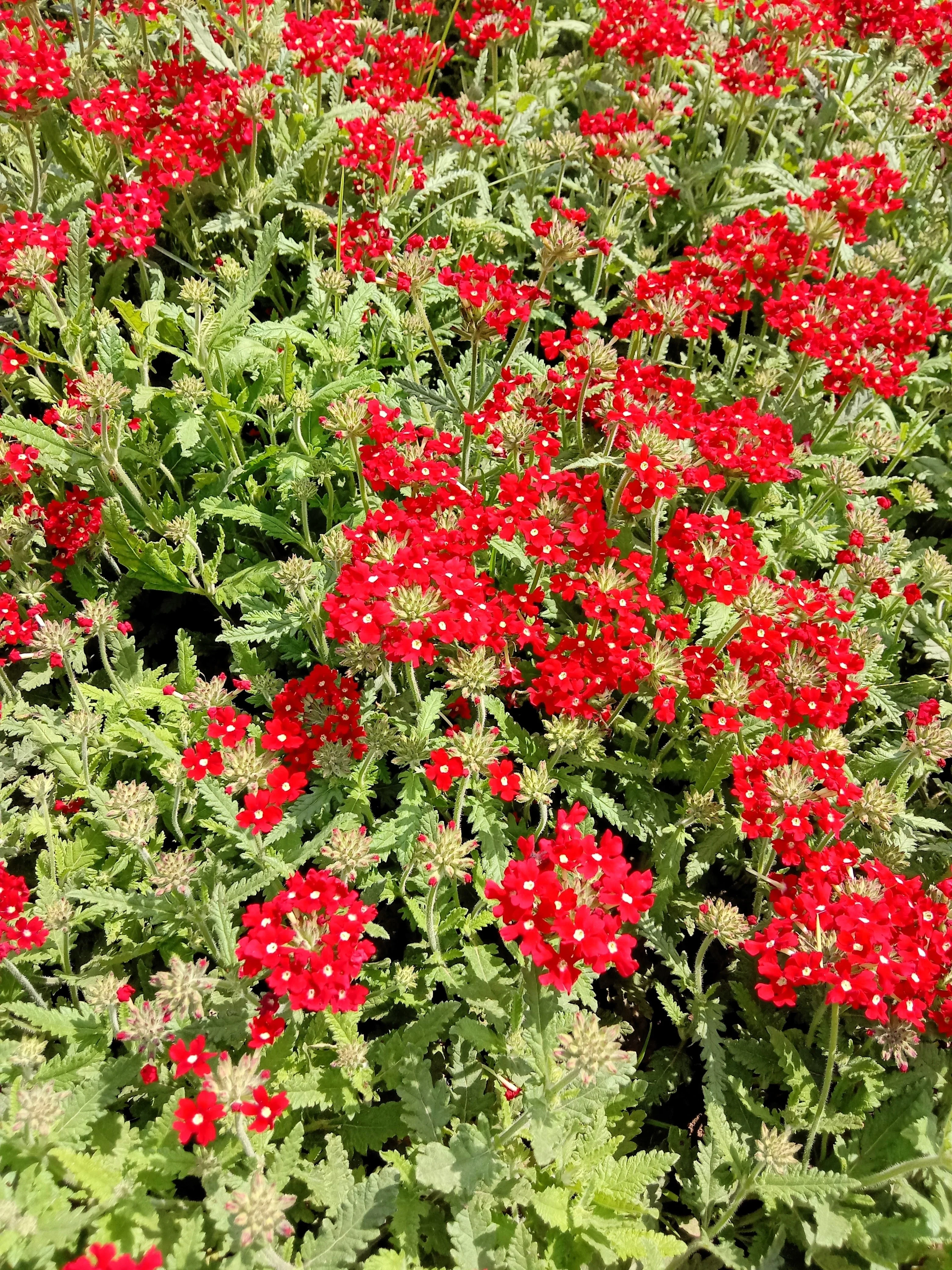 50 SCARLET VERBENA Red Nana Compacta Fragrant Flower Seeds - Image 7