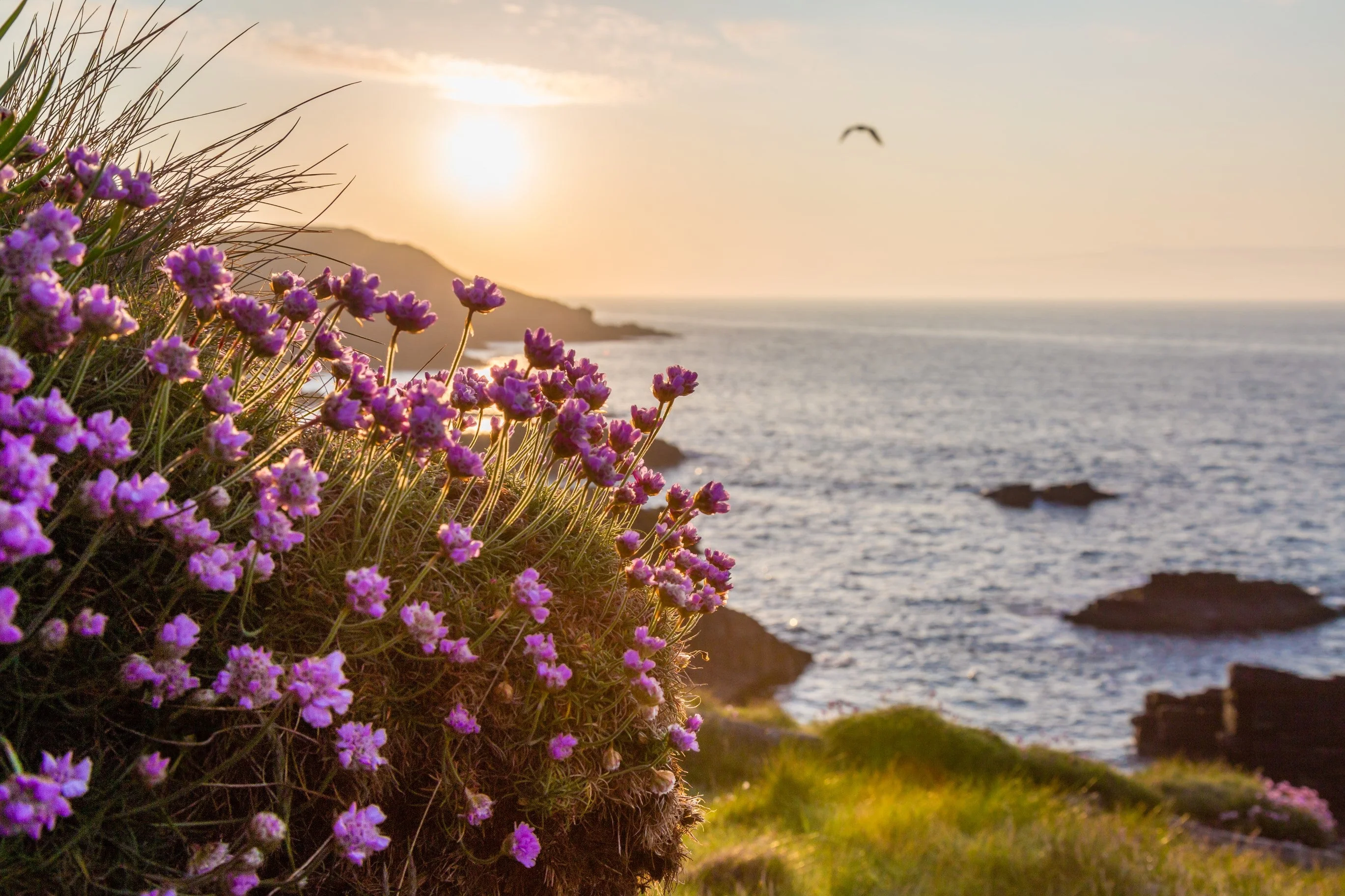 50 SEA THRIFT Armeria Maritima California Sea Pink Cliff Rose Cushion Pink Lavender Native Maritime Flower Seeds - Image 4