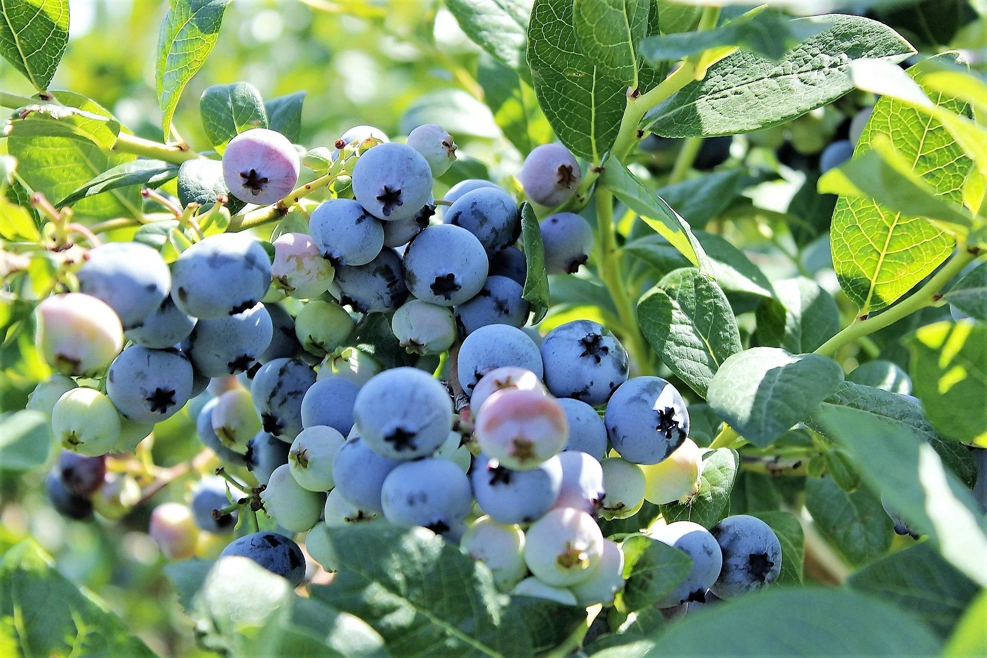 50 SOUTHERN HIGHBUSH BLUEBERRY Pre-Stratified Vaccinium Corymbosum Blue Berry Fruit Bush Shrub Seeds - Image 2