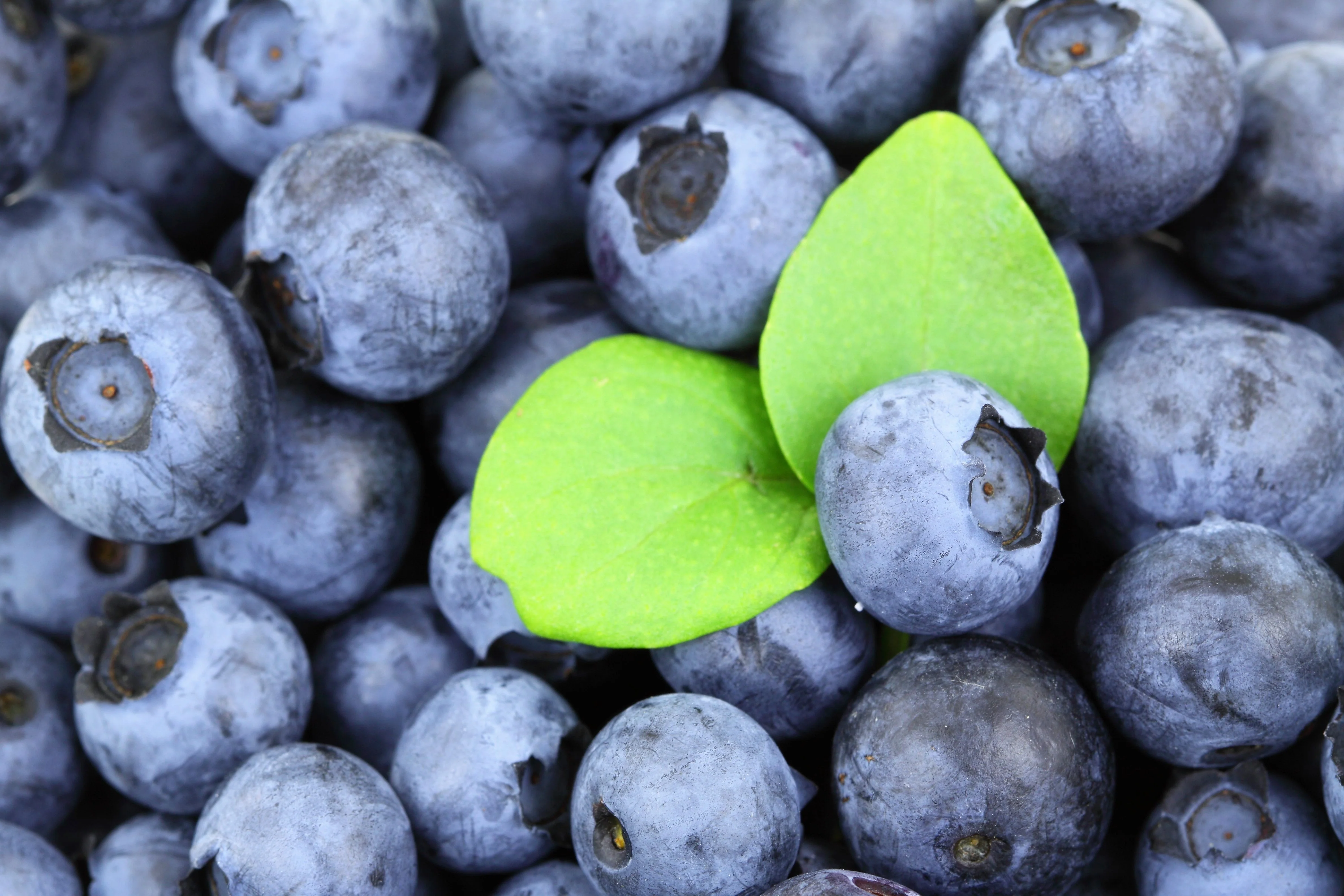 50 SOUTHERN HIGHBUSH BLUEBERRY Pre-Stratified Vaccinium Corymbosum Blue Berry Fruit Bush Shrub Seeds - Image 4