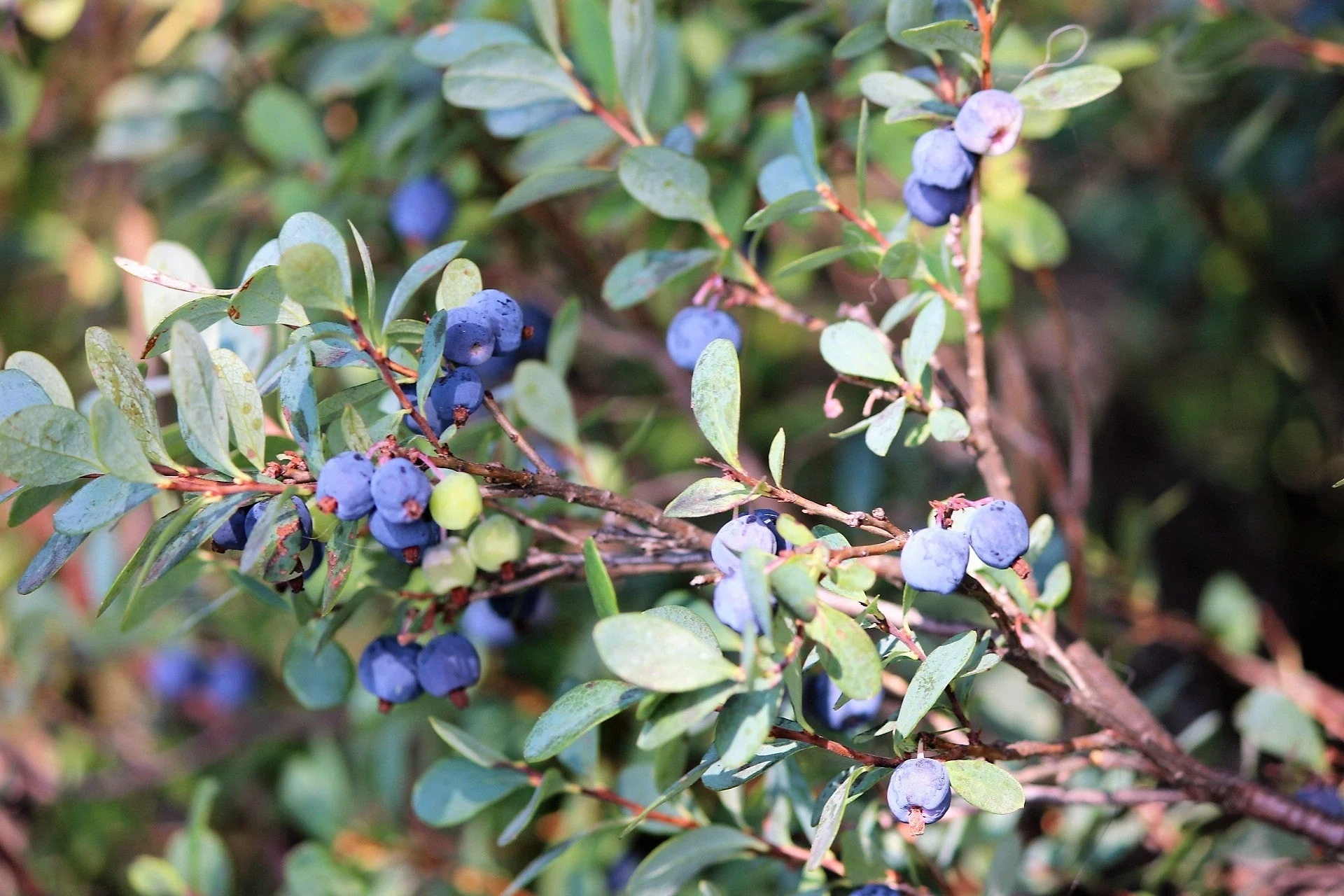 50 SOUTHERN HIGHBUSH BLUEBERRY Pre-Stratified Vaccinium Corymbosum Blue Berry Fruit Bush Shrub Seeds - Image 7