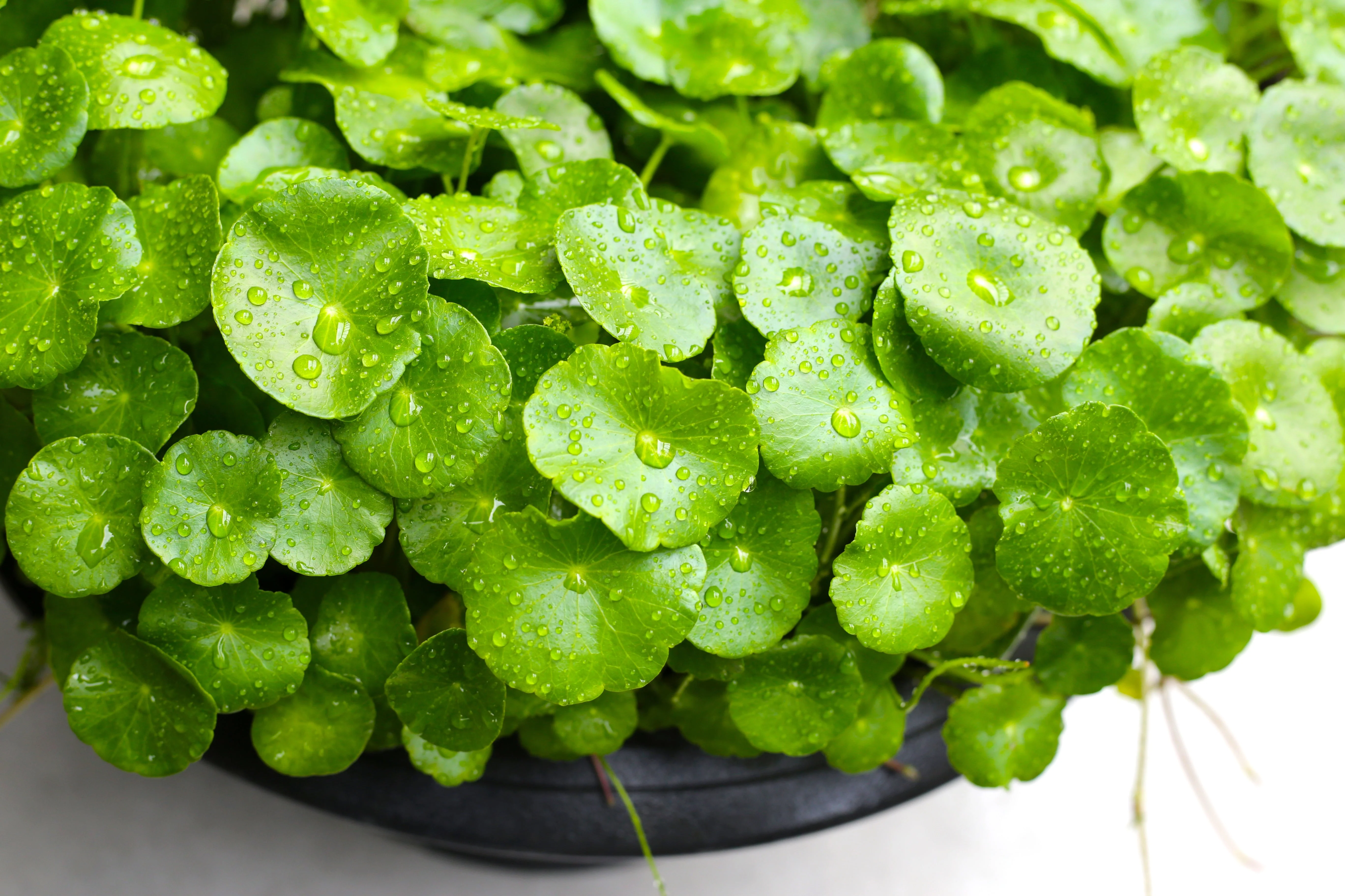 50 SPADELEAF Edible Coinwort Centella Asiatica Gotu Kola Herb Pink Flower Seeds - Image 11