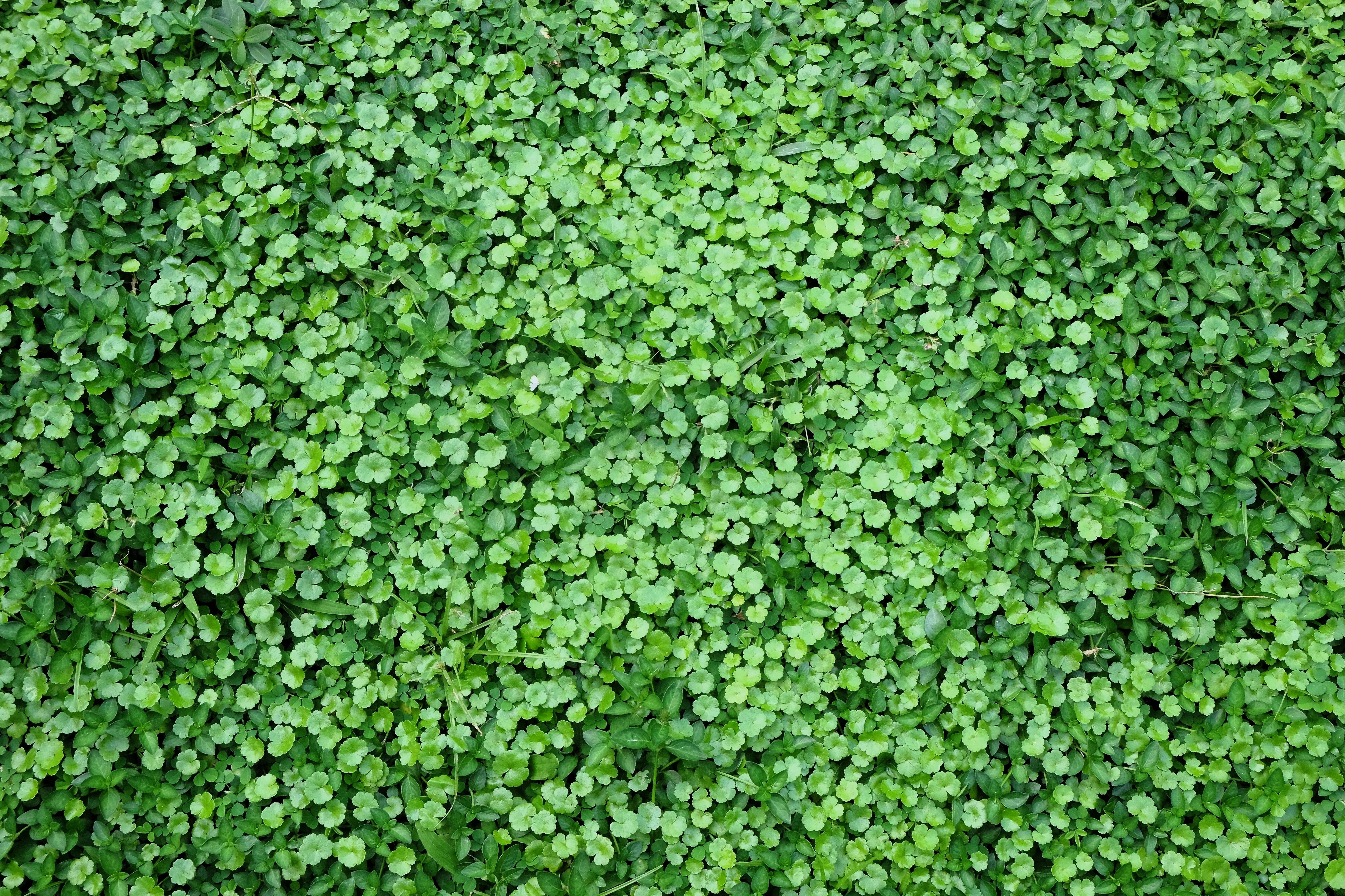 50 SPADELEAF Edible Coinwort Centella Asiatica Gotu Kola Herb Pink Flower Seeds - Image 7