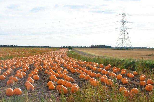50 SPOOKIE PUMPKIN aka Deep Sugar Pie Pumpkin Cucurbita Pepo Vegetable Seeds - Image 5