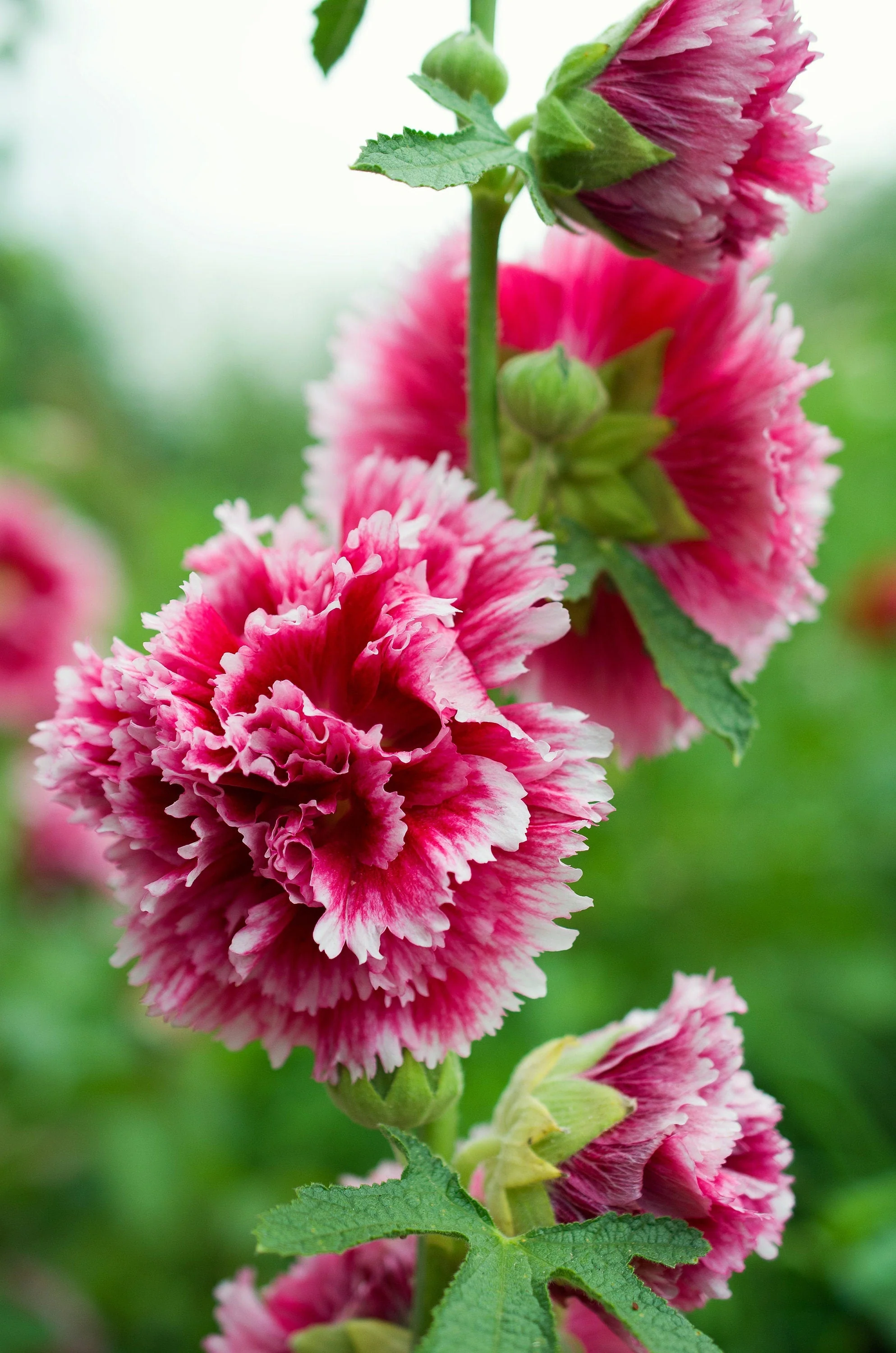 50 SUMMER CARNIVAL HOLLYHOCK Double Mixed Colors Red Pink White Yellow Peach Alcea Rosea Flower Seeds - Image 4