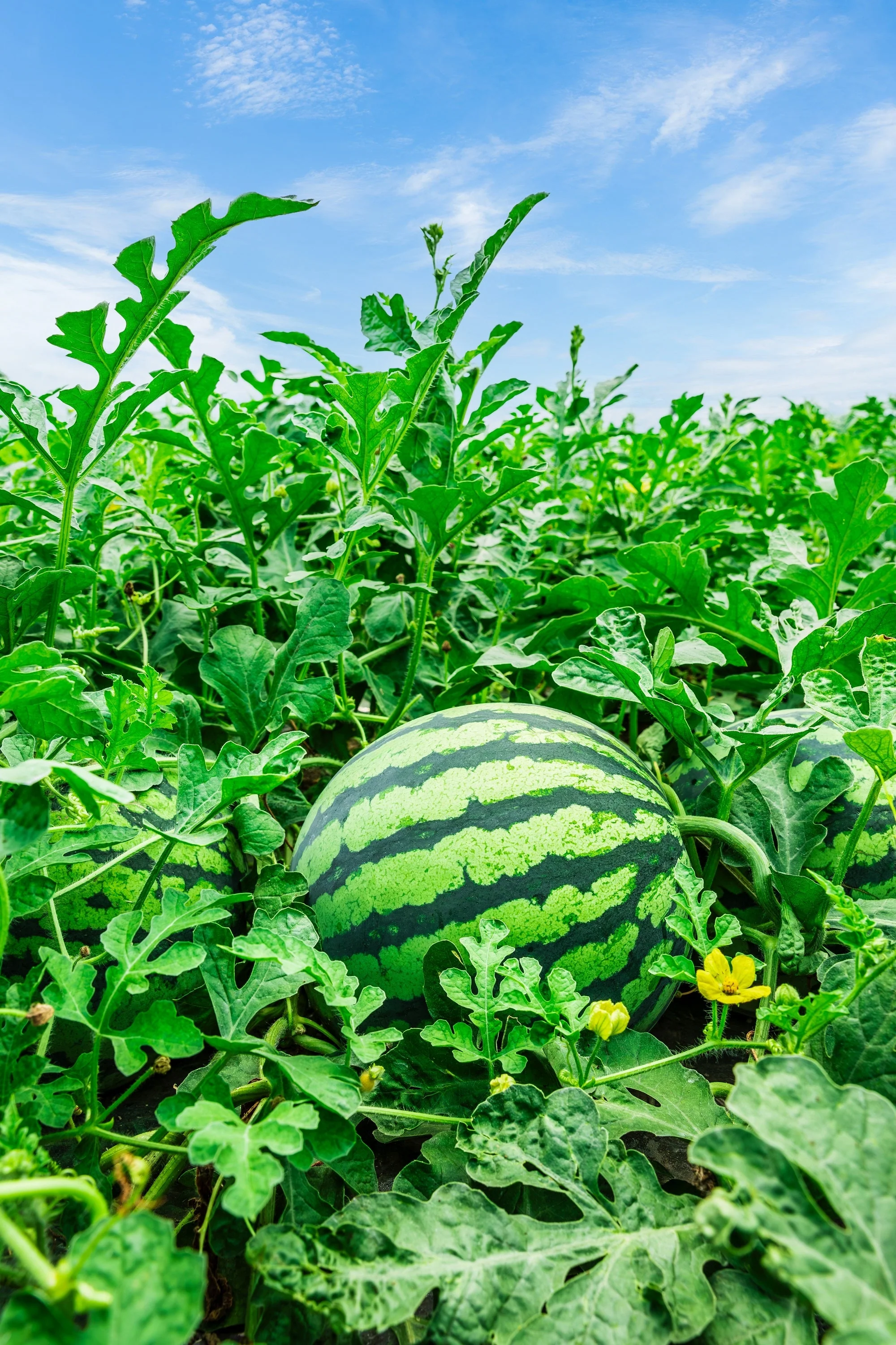 50 TENDERSWEET ORANGE WATERMELON Orange Flesh Citrullus Lanatus Fruit Melon Seeds - Image 8