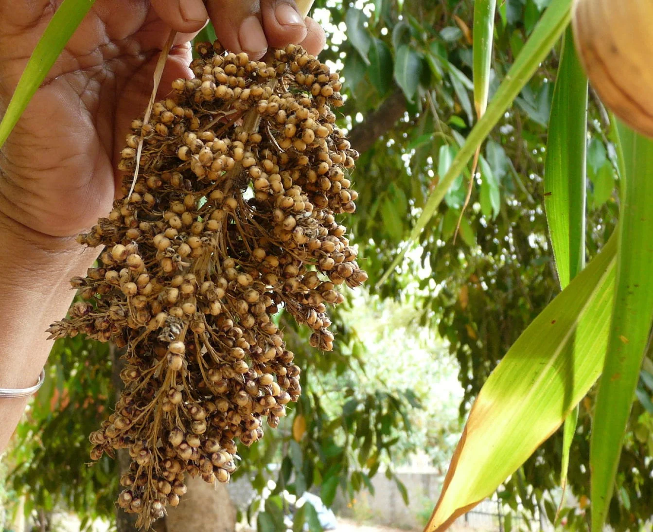 50 TOP 76-6 SORGHUM Bicolor Syrup Flour Grain Vegetable Seeds - Image 3