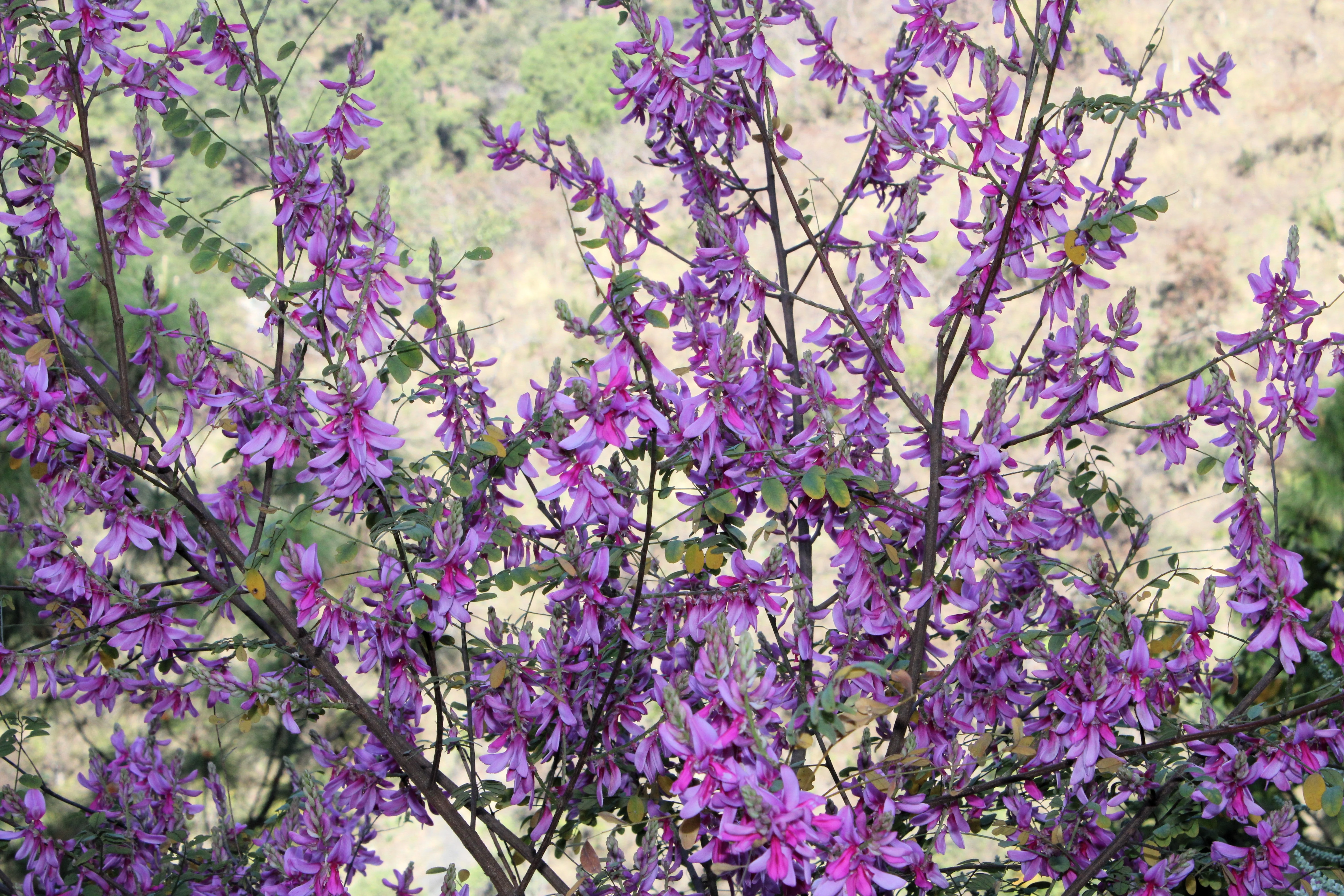 50 TRUE INDIGO Dye Indigo Indigofera Tinctoria Pink Purple Sub Shrub Flower Seeds - Image 4