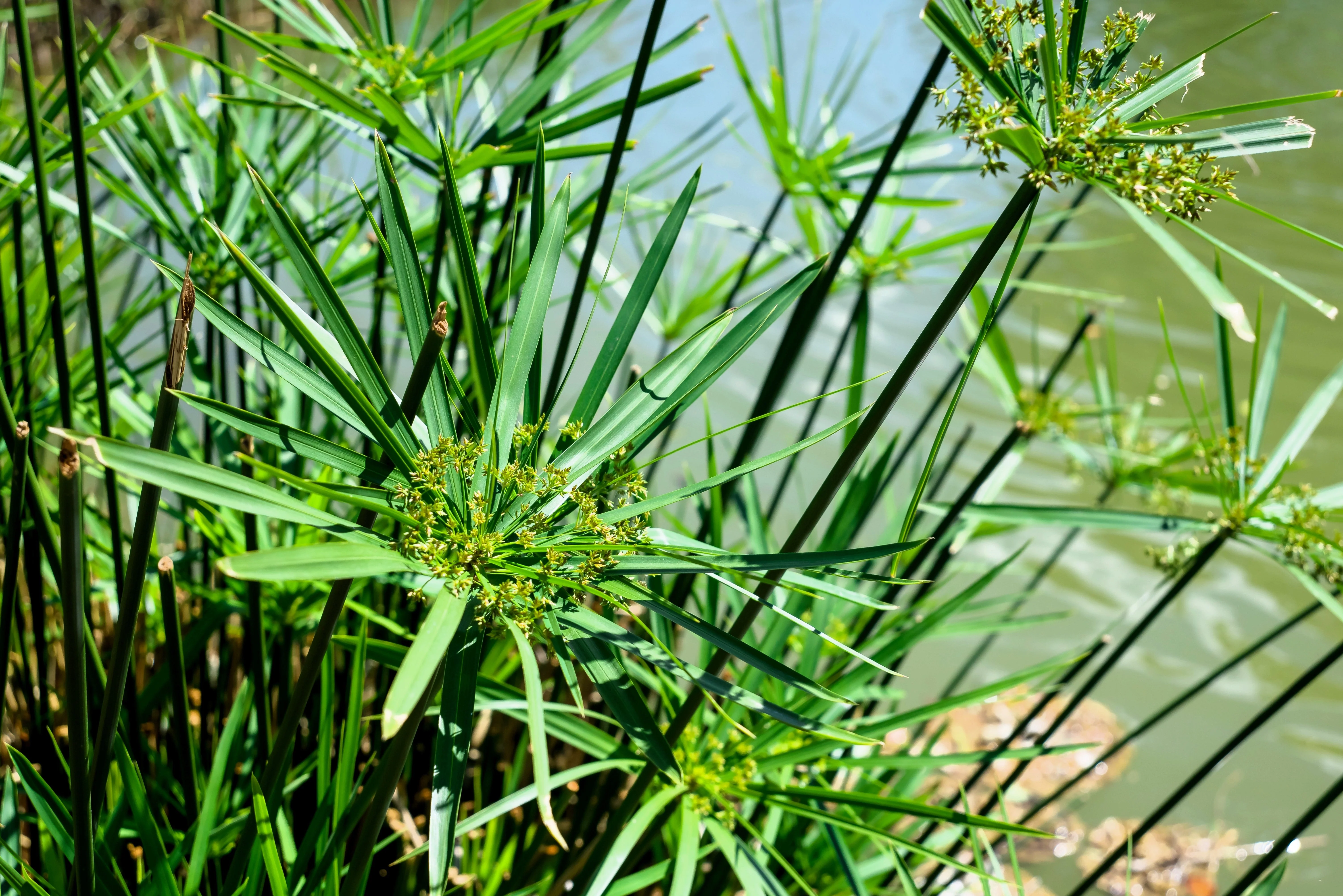 50 UMBRELLA PLANT CYPERUS Alternifolius Papyrus Grass Umbrella Palm Flower Seeds - Image 11