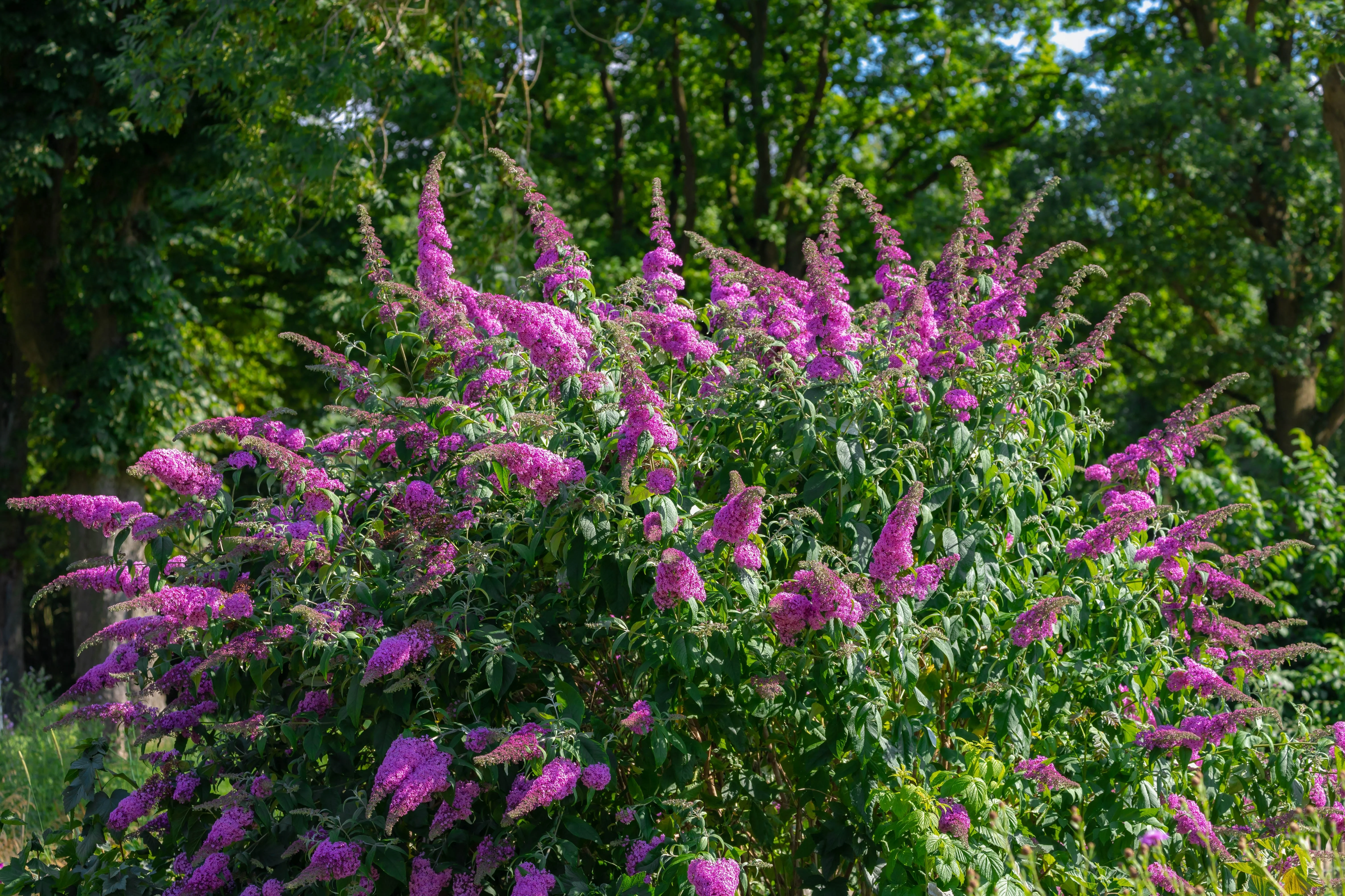 50 VIOLET BUTTERFLY BUSH Buddleja Davidii Purple Flower Seeds - Image 4