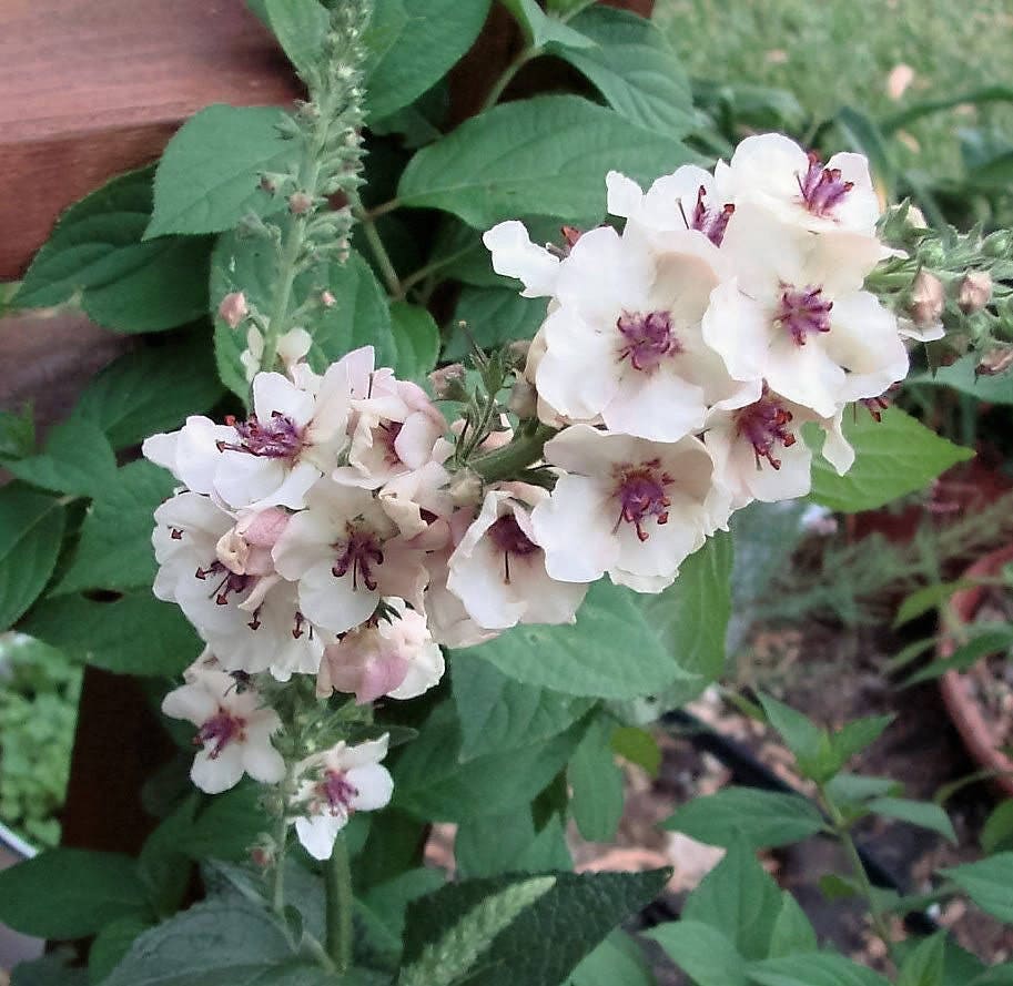 50 WEDDING CANDLES VERBASCUM Chaixii Album Mullein White Purple Flower Seeds - Image 3