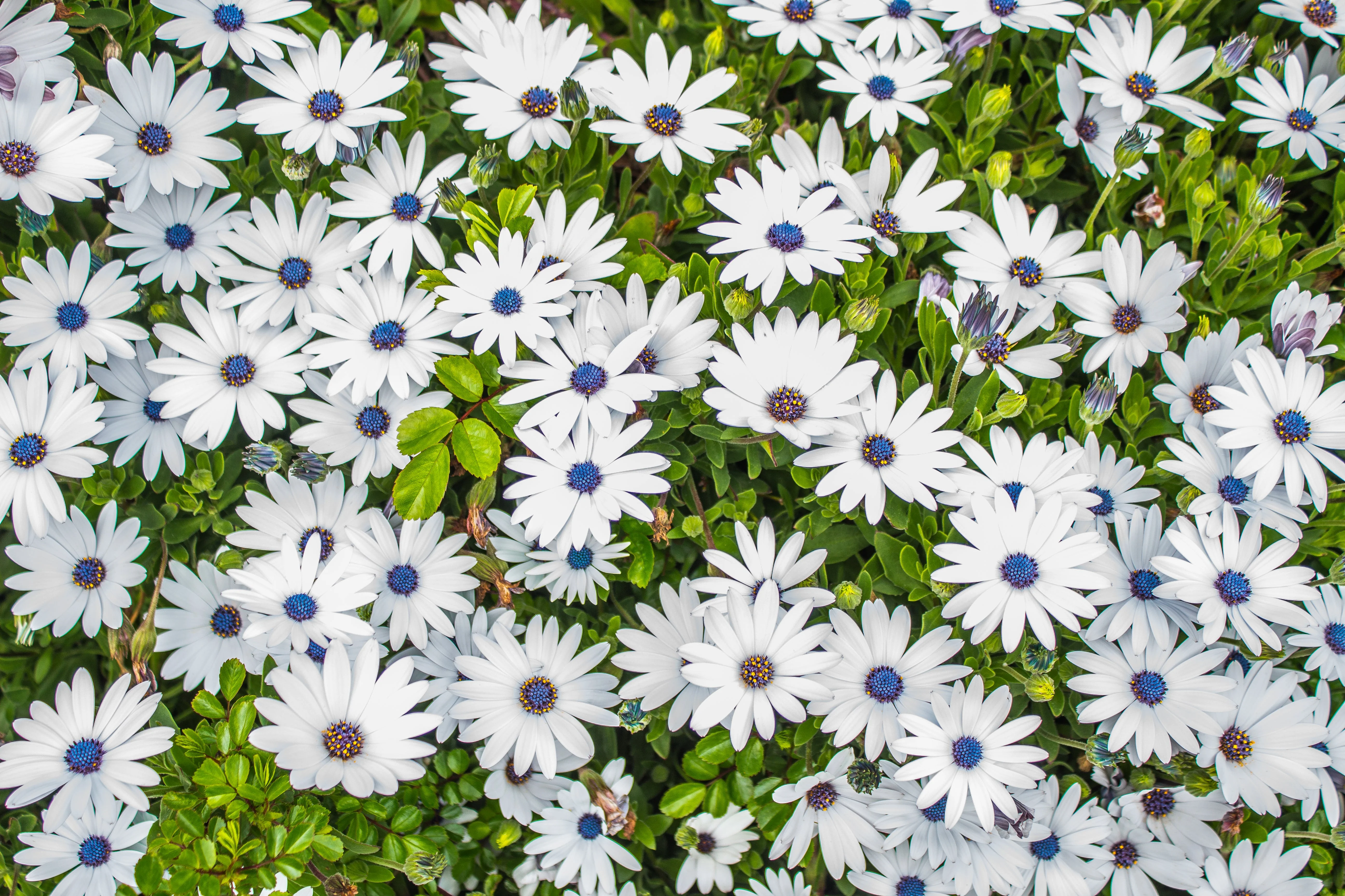 50 WHITE AFRICAN Cape DAISY Dimorphotheca Sinuata Flower Seeds - Image 2