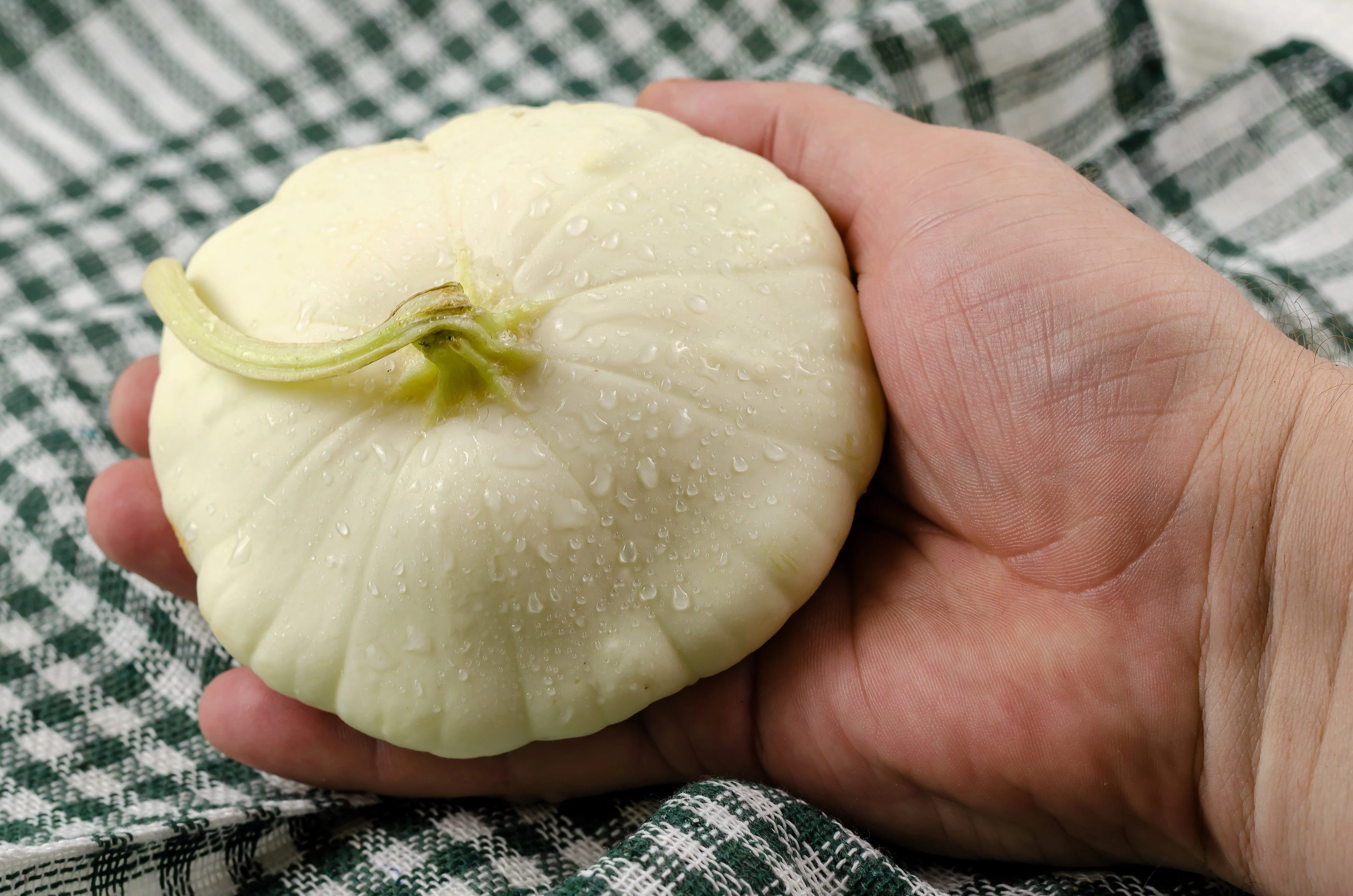 50 WHITE Bush SCALLOP SQUASH (Patty Pan / Paty Pan / Squanter Squash) Summer Cucurbita Pepo Vegetable Seeds - Image 5