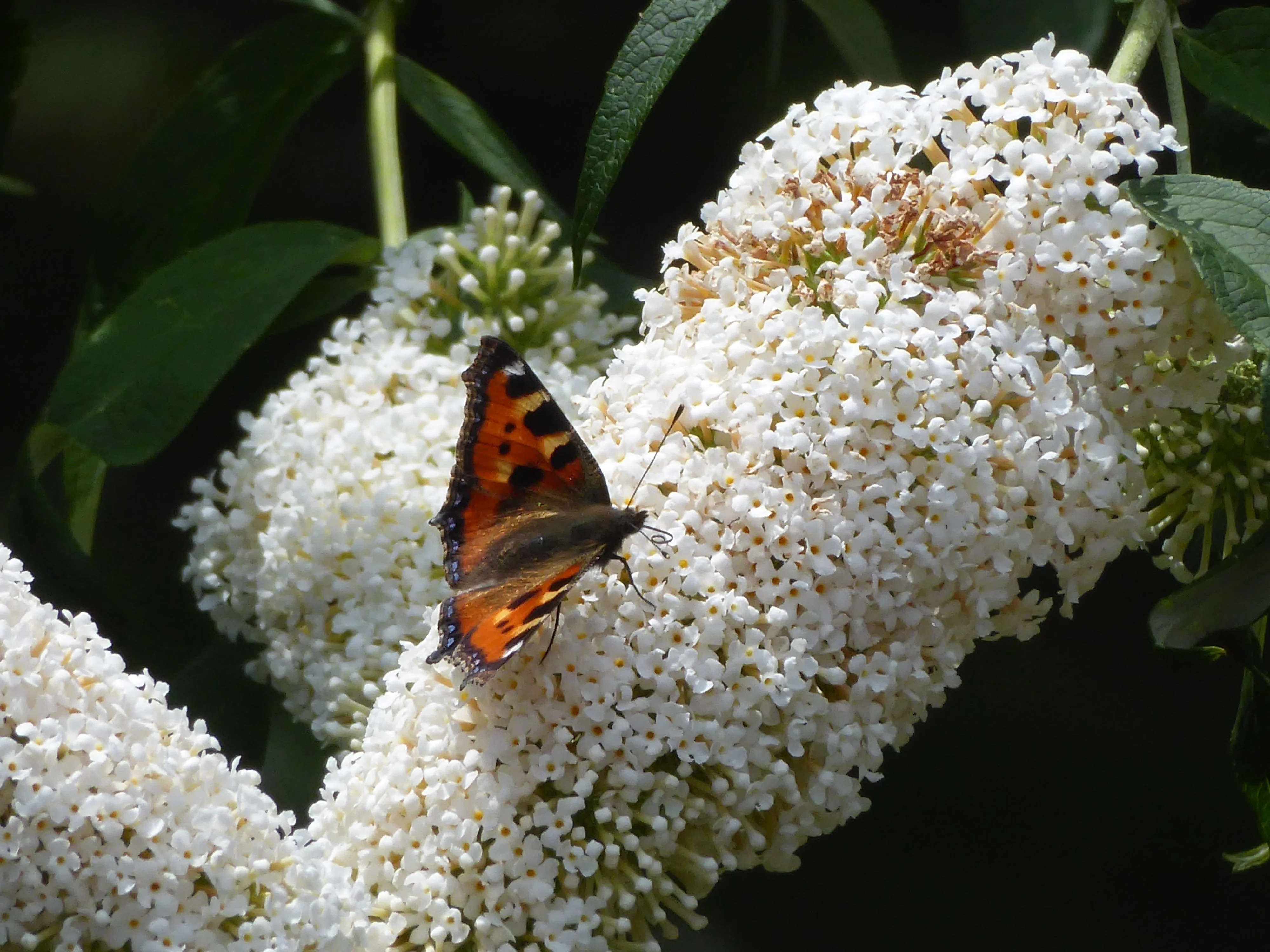 50 WHITE BUTTERFLY BUSH Buddleja Davidii Flower Seeds - Image 5