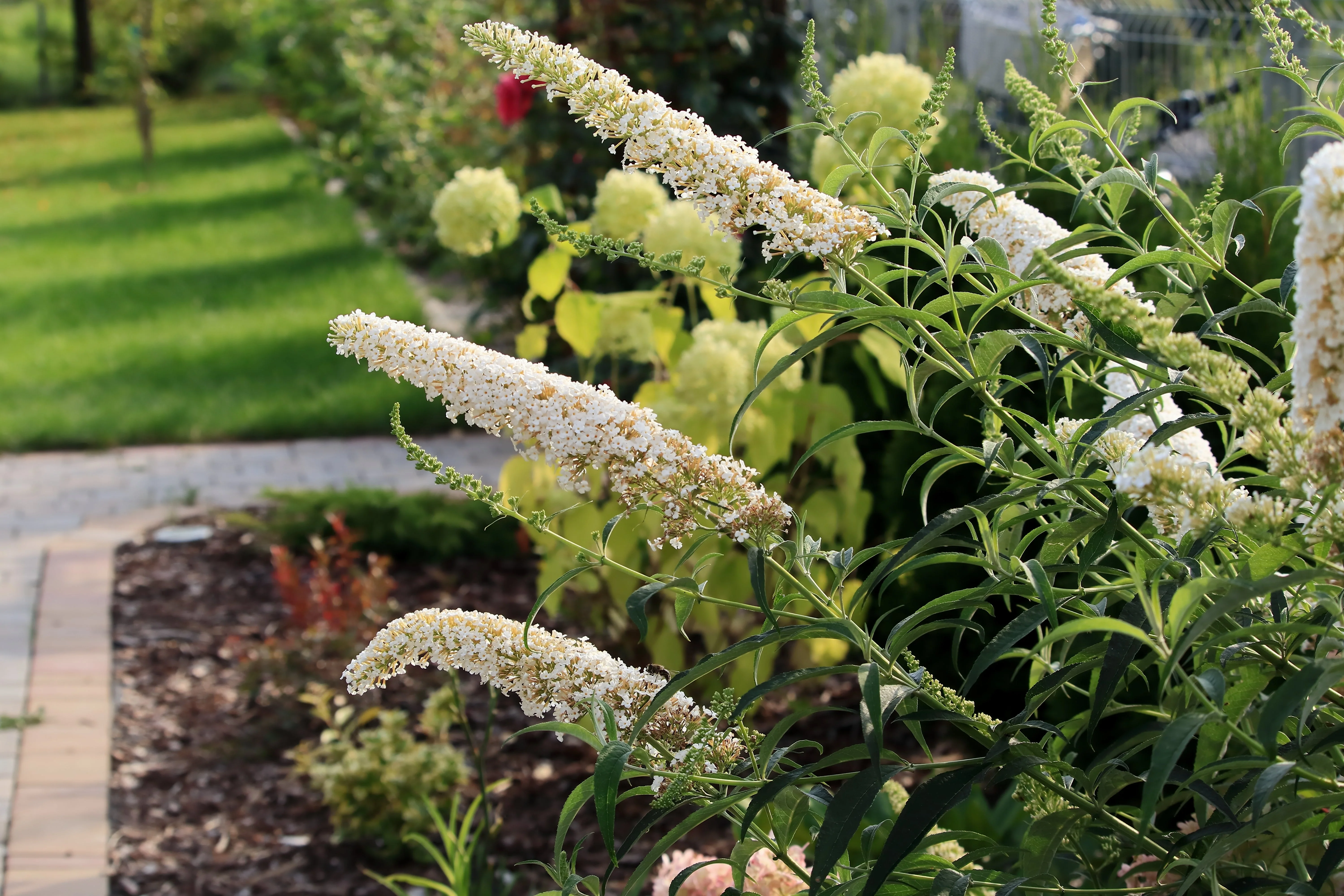 50 WHITE BUTTERFLY BUSH Buddleja Davidii Flower Seeds - Image 7