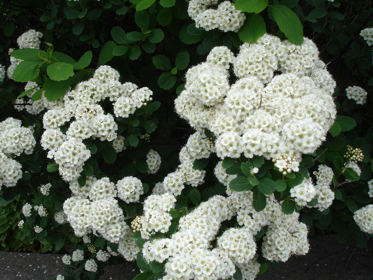 50 White CHINESE SPIREA Spiraea Chinensis Flower Bush Shrub Seeds - Image 3