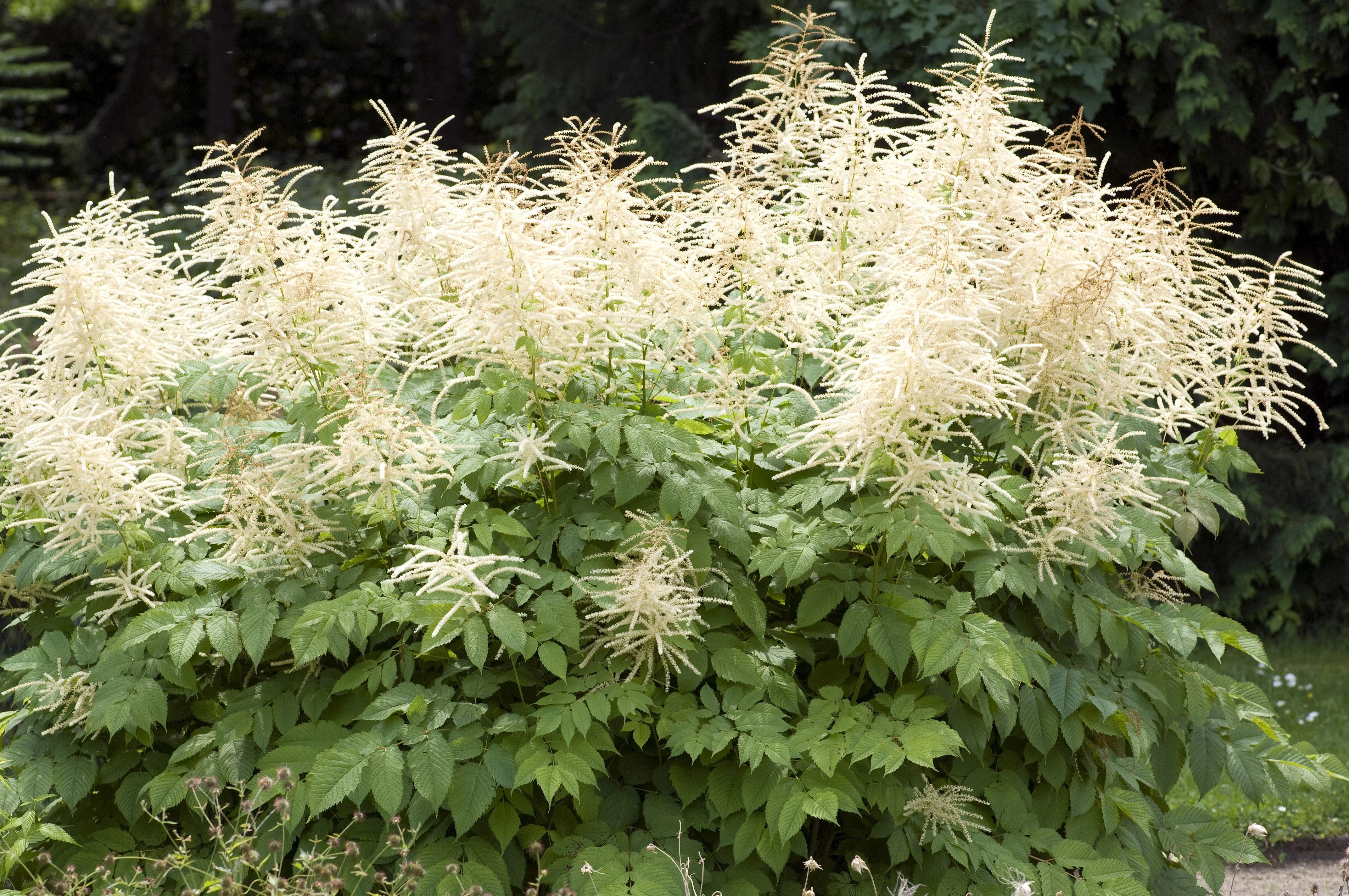 50 WHITE GOATS BEARD (like Astilbe) Aruncus Dioicus Flower Seeds - Image 4