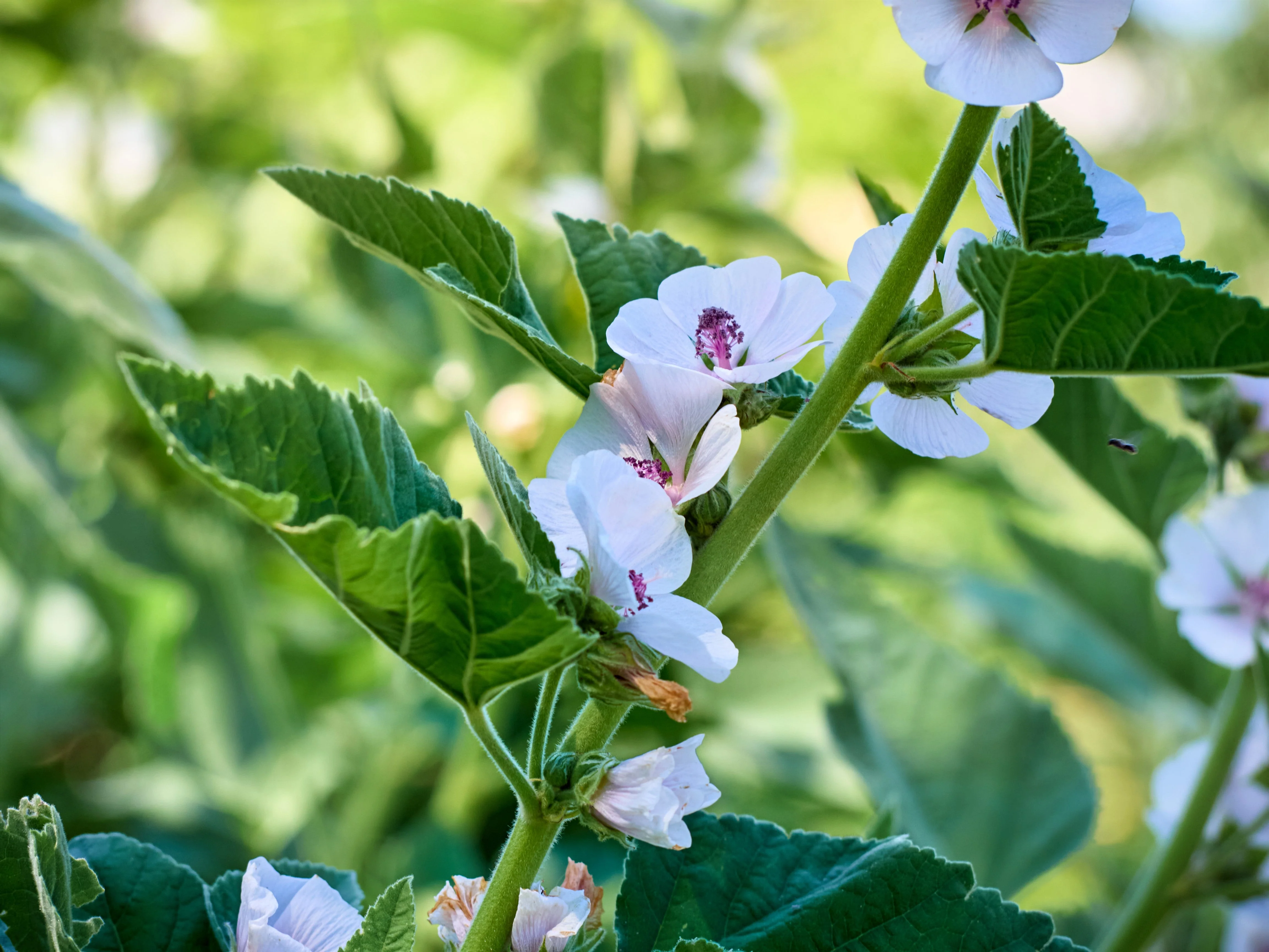 50 WHITE MARSH MALLOW Althaea Officinalis Flower Seeds - Image 6