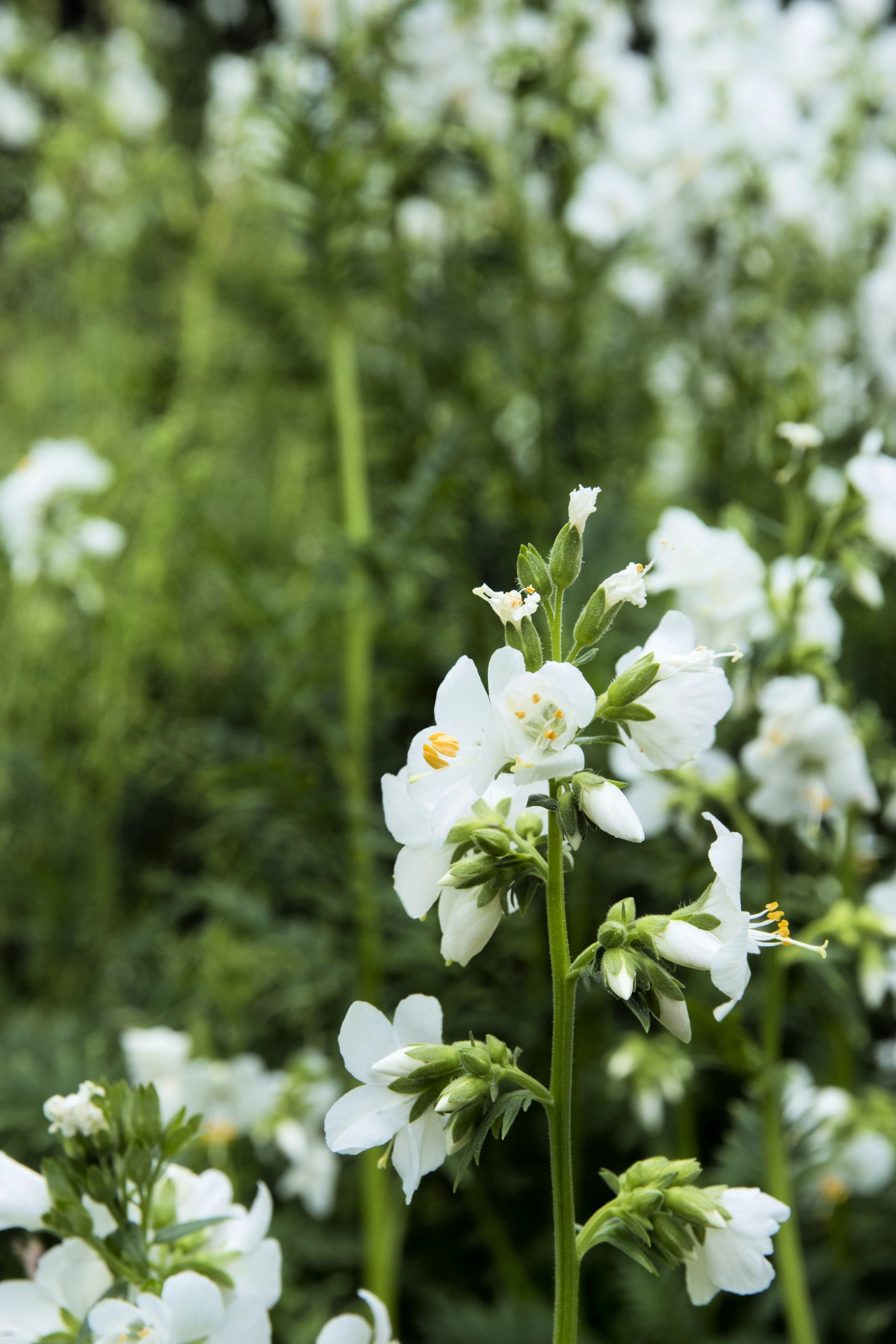 50 WHITE Polemonium Caeruleum JACOB'S LADDER Flower Seeds - Image 6