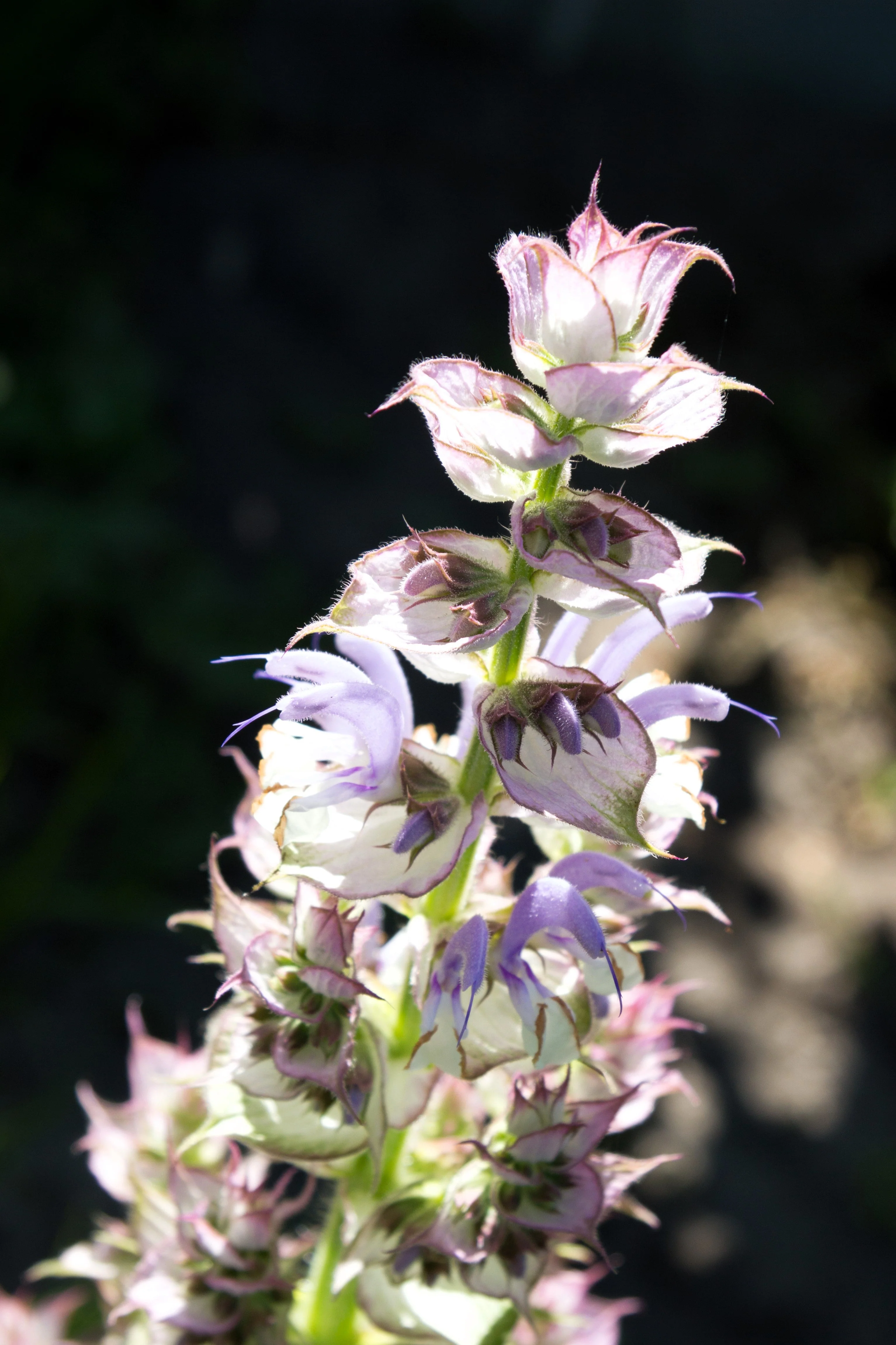 50 WHITE Swan CLARY SAGE Salvia Viridis Horminum Herb Flower Seeds - Image 10