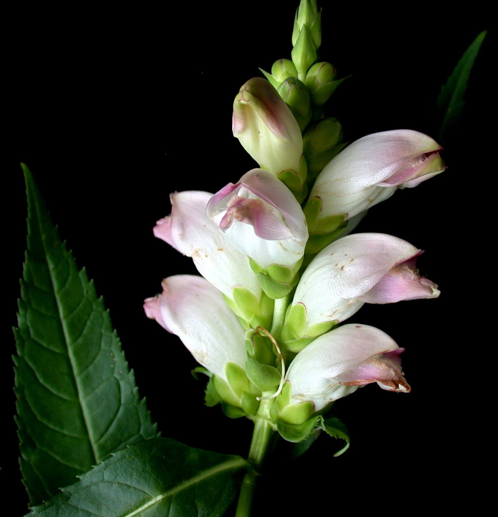 50 WHITE TURTLEHEAD Chelone Glabra Flower Seeds - Image 14
