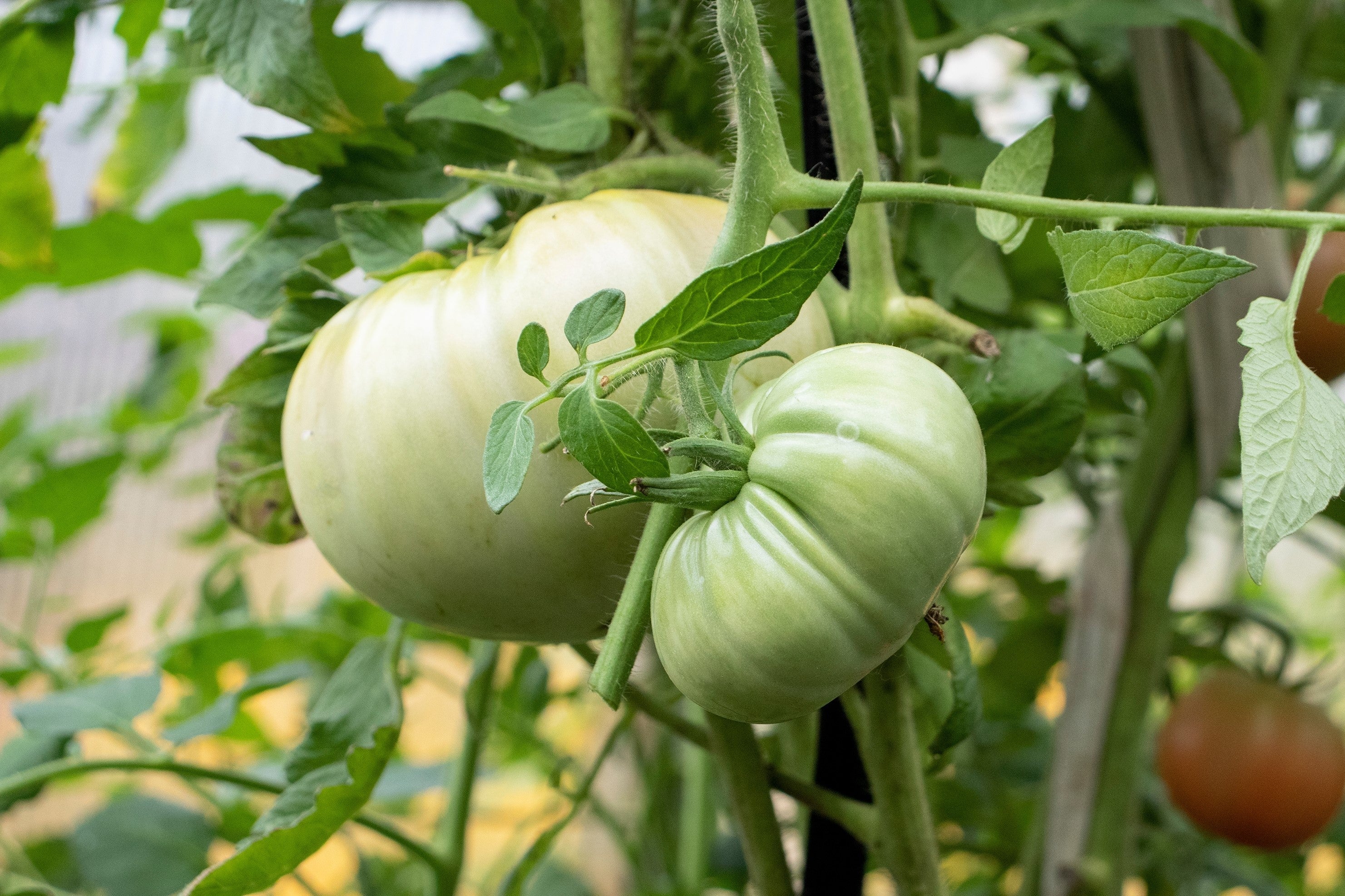 50 WHITE Wonder BEEFSTEAK TOMATO Lycopersicon 1 - 2 lb Fruit Vegetable Seeds - Image 2