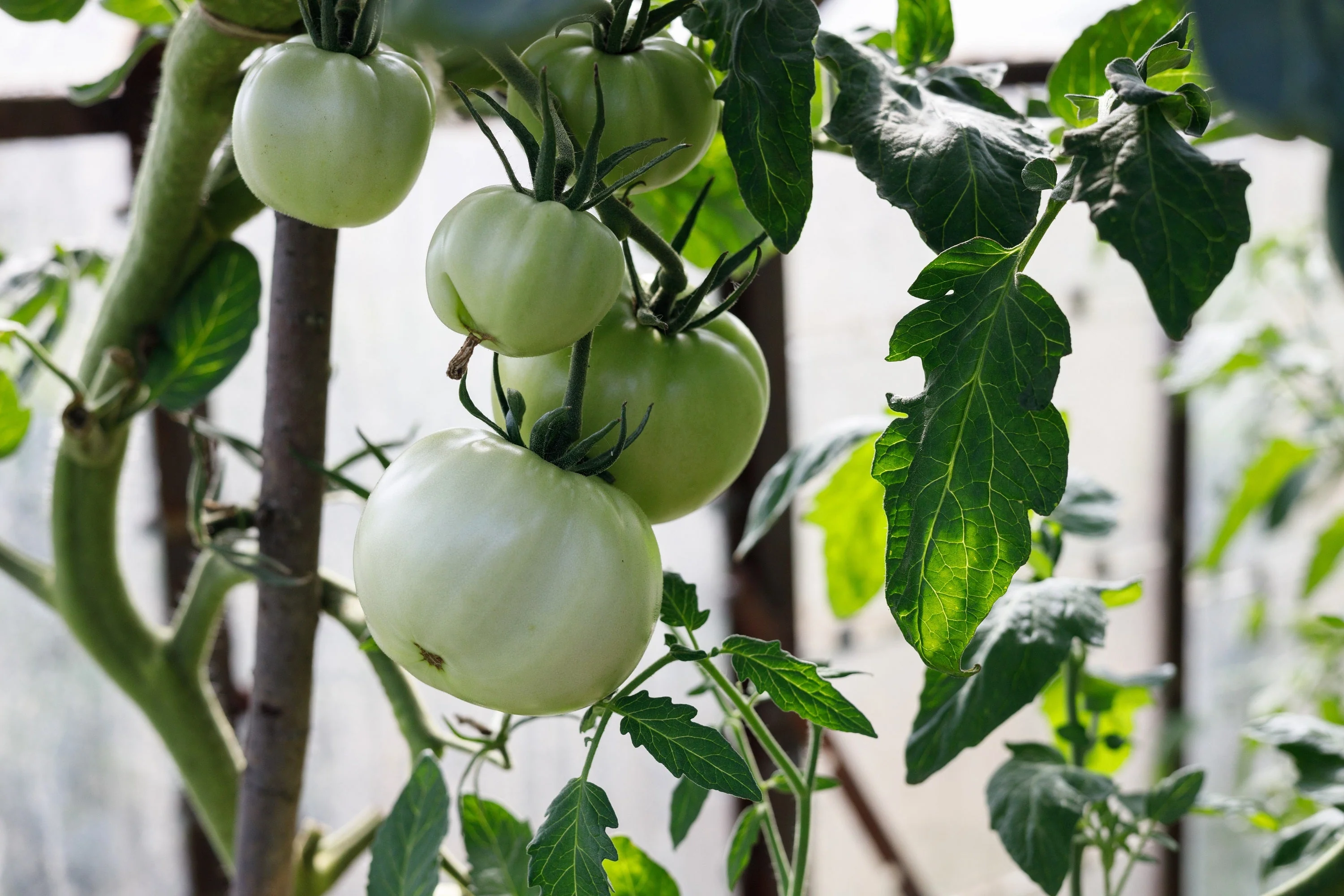 50 WHITE Wonder BEEFSTEAK TOMATO Lycopersicon 1 - 2 lb Fruit Vegetable Seeds - Image 5